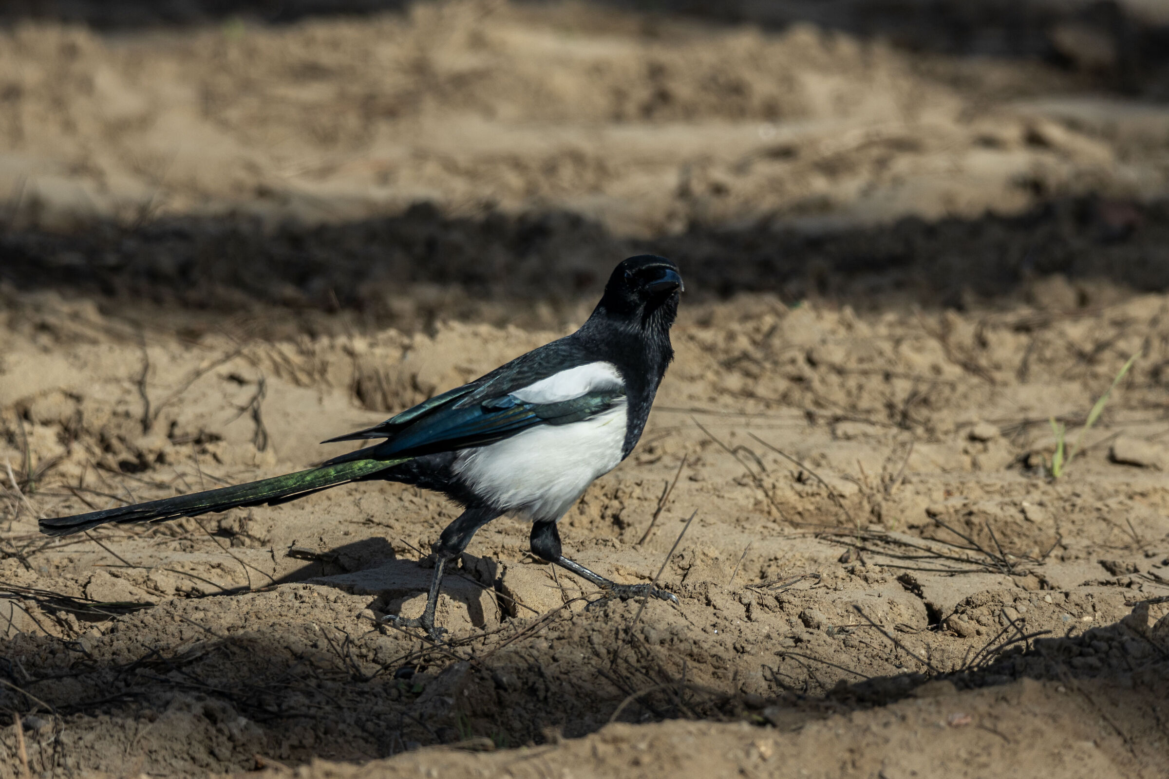 Magpie