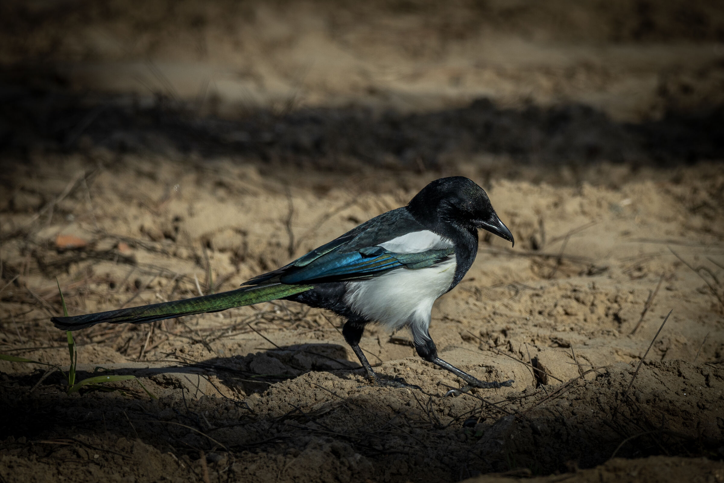 Magpie