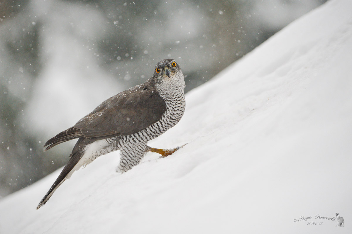 Astore sotto la neve