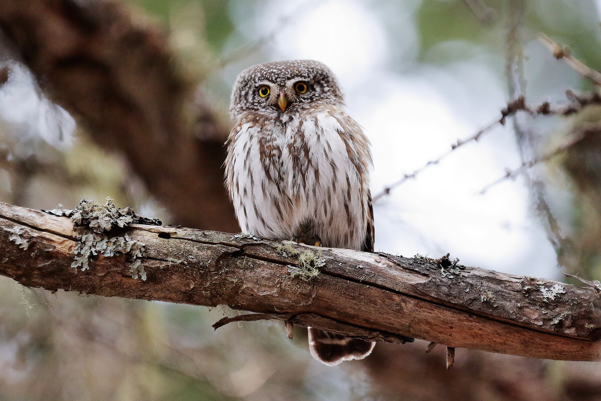 Civetta nana - Glaucidium passerinum.