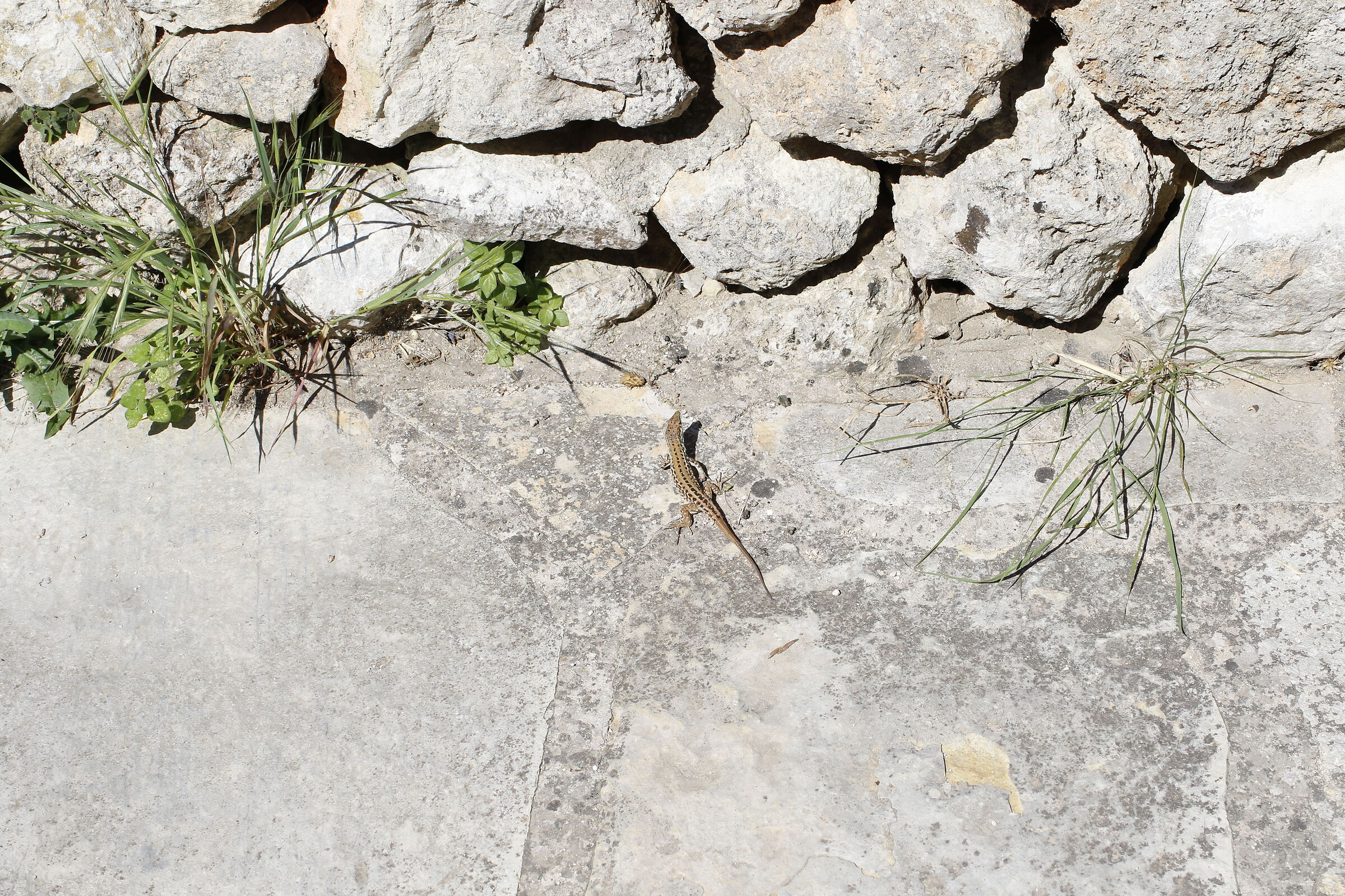 " Serpe " Milvus Zeiss 50, 1.4- Canon 7 D II