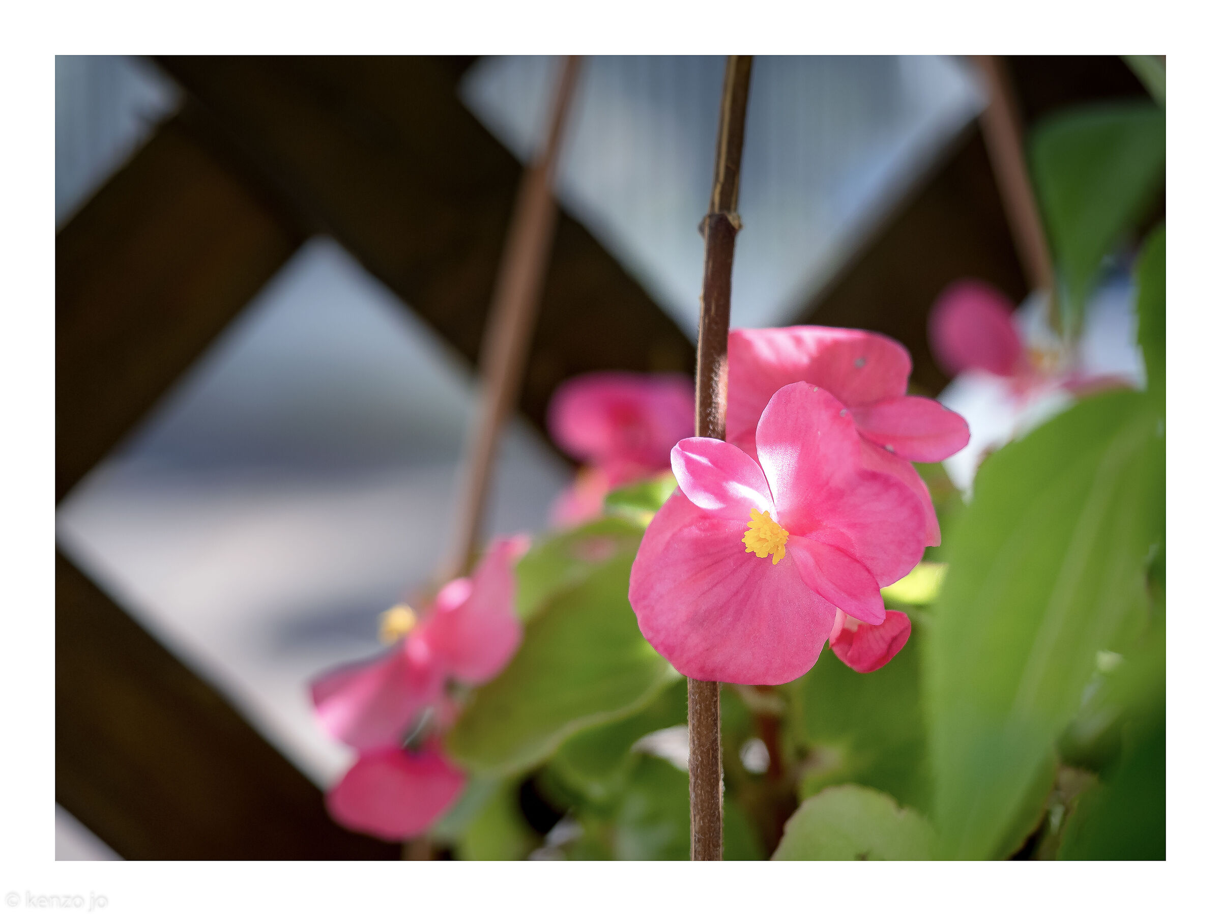 Cut si light on pink (begonia)