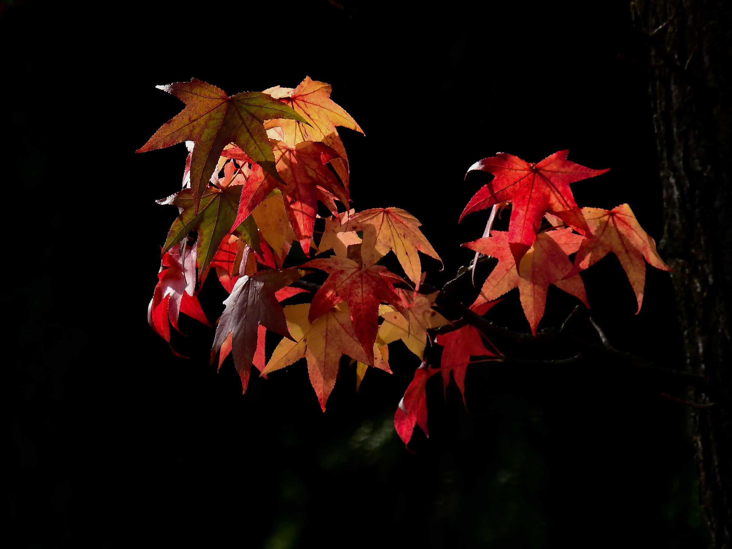 All the colors of maple.