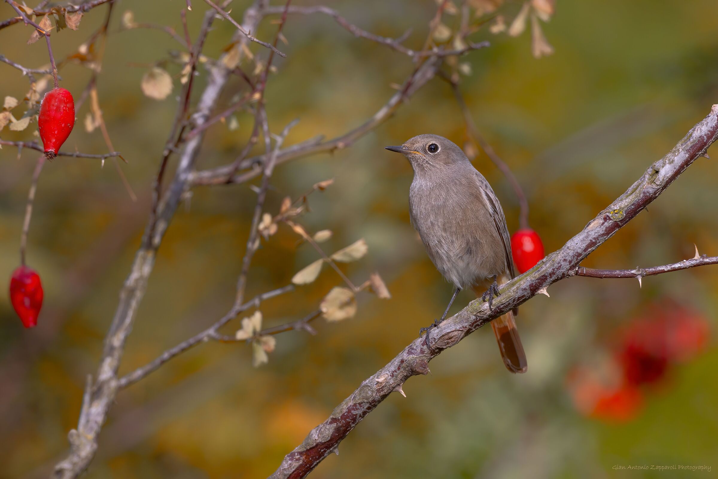 Codirosso spazzacamino &female; (Phoenicurus ochruros)