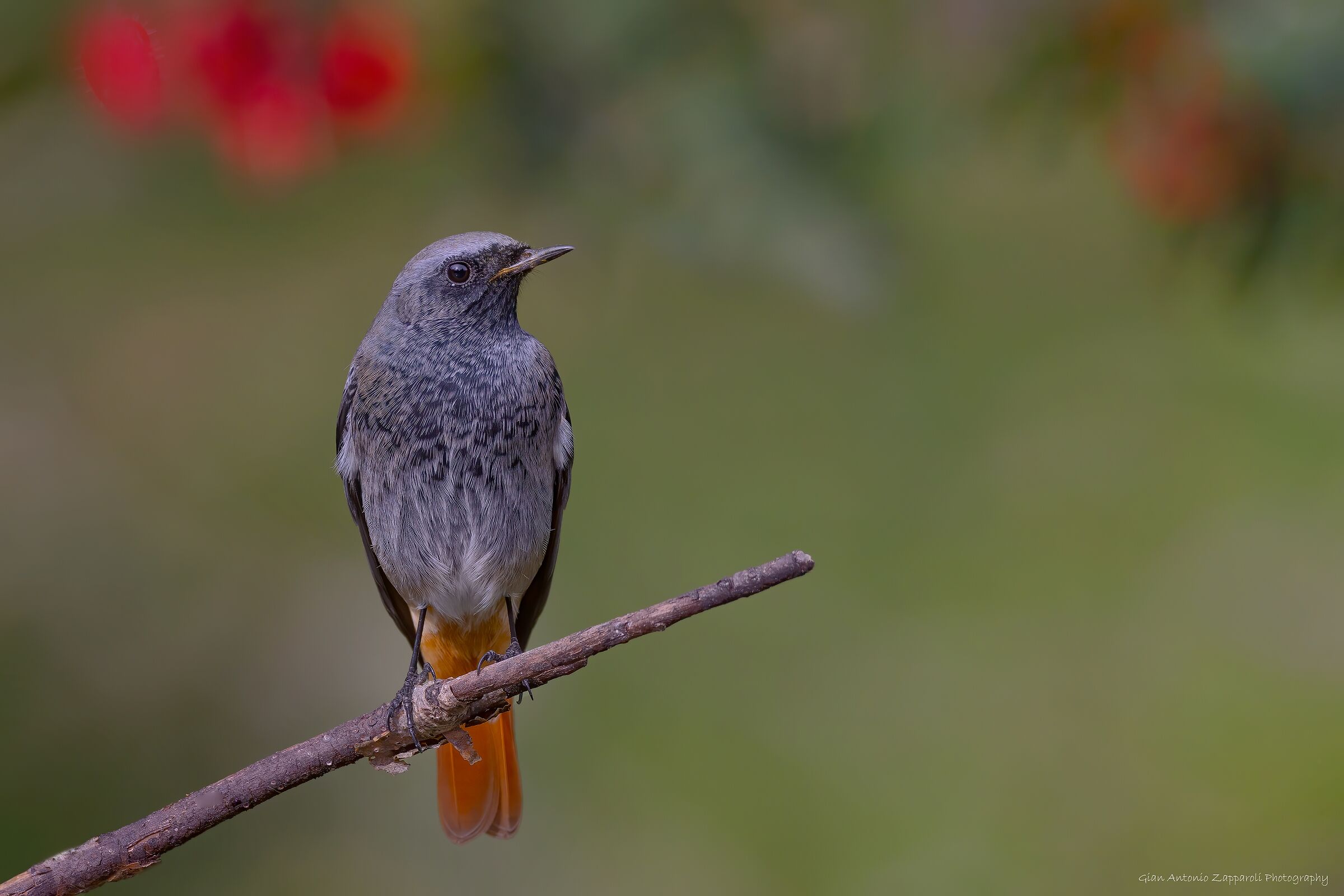 Codirosso spazzacamino &male; (Phoenicurus ochruros)