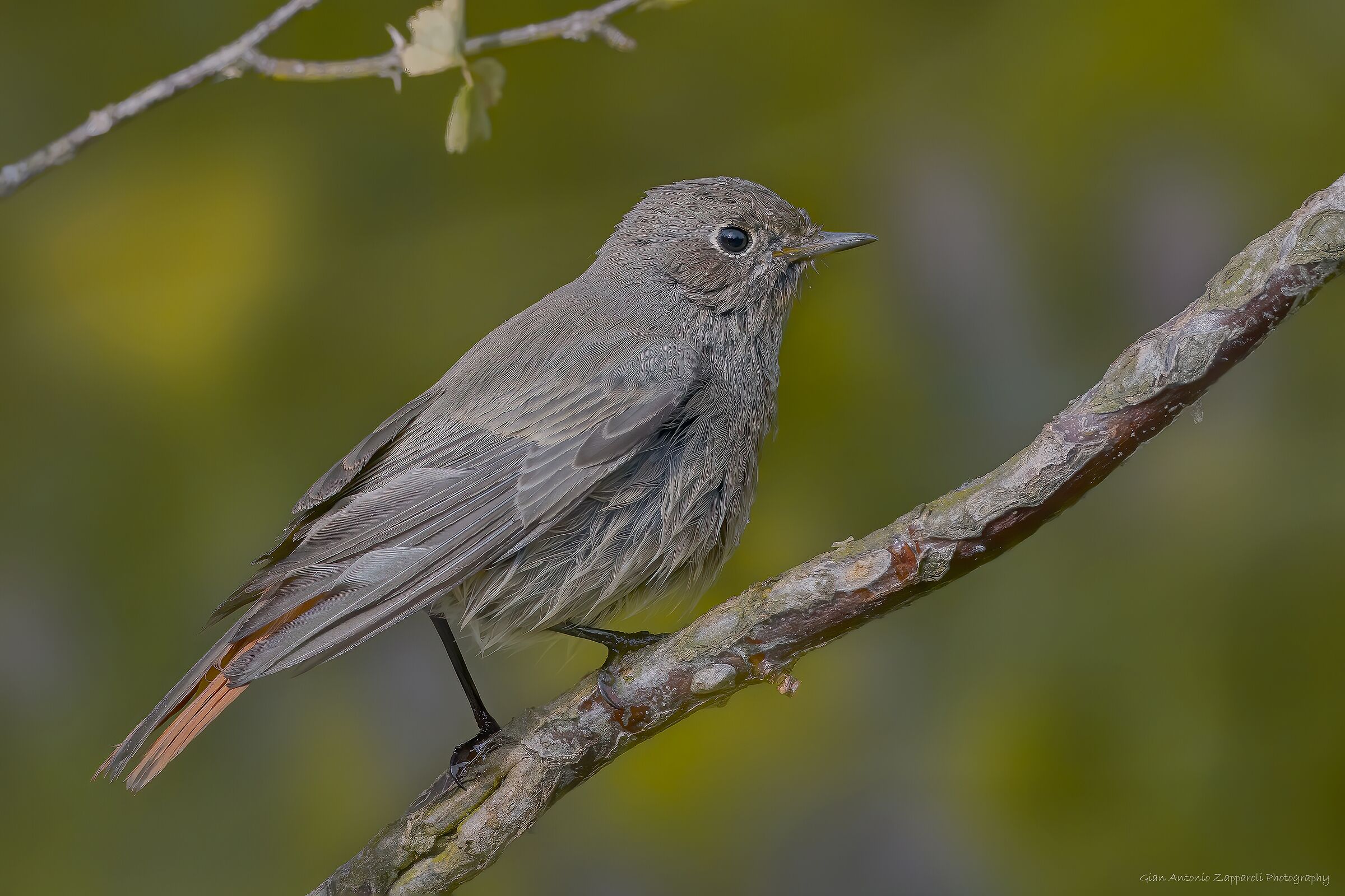Codirosso spazzacamino (Phoenicurus ochruros) &female;