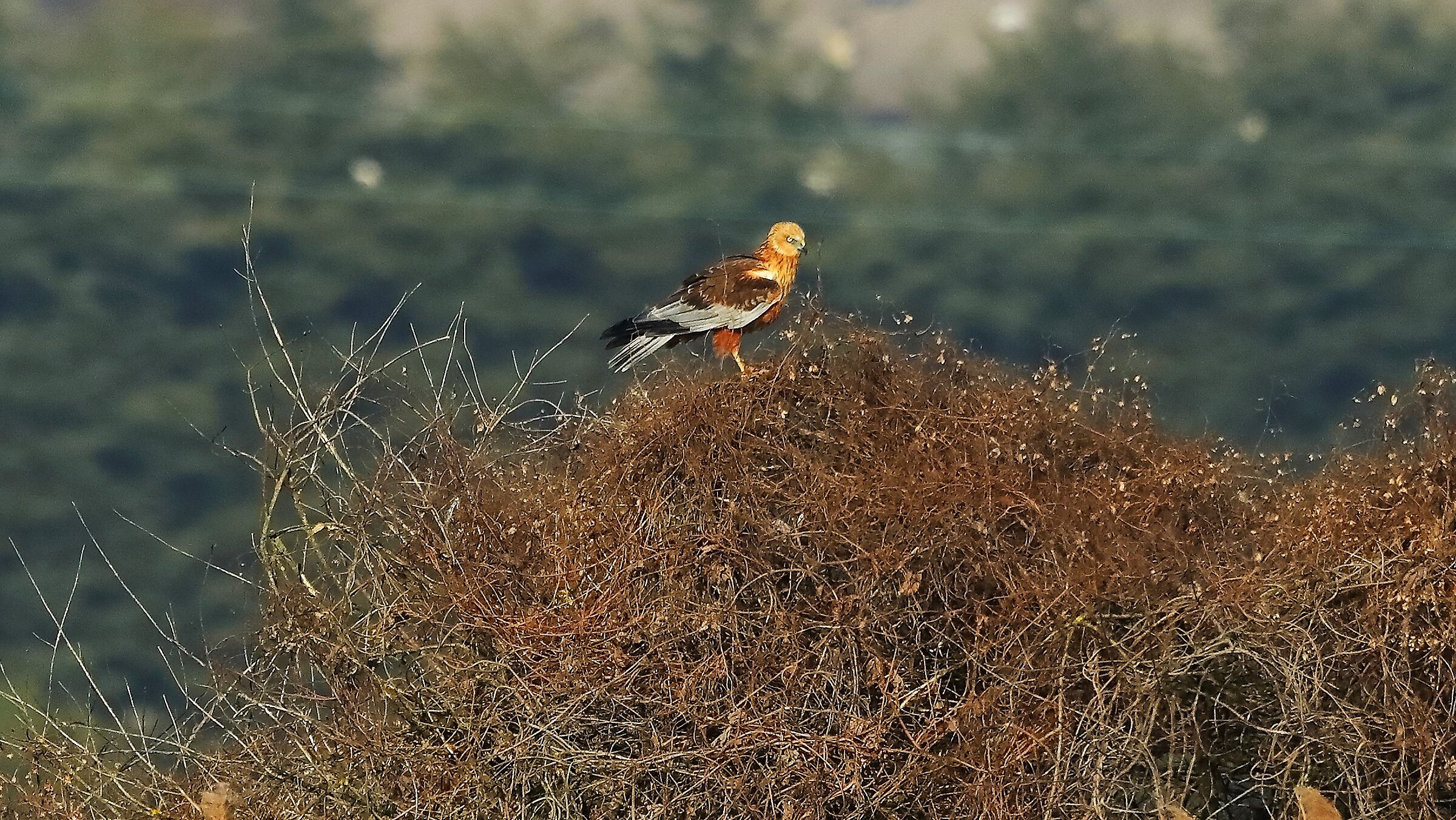 Falco di palude 21 gen 2022 --229--