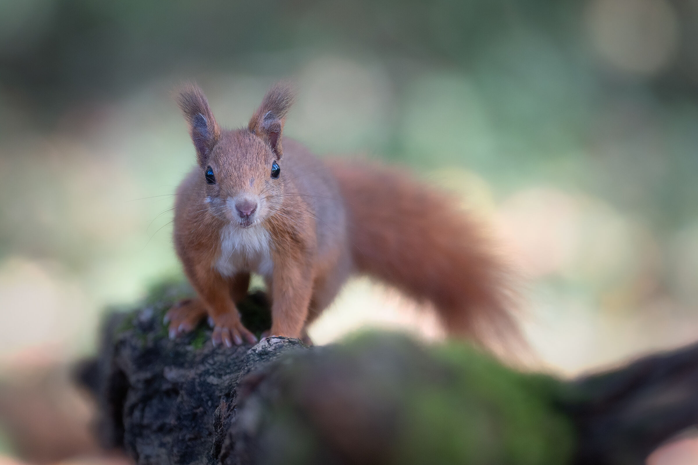 Incontri ravvicinati nel bosco
