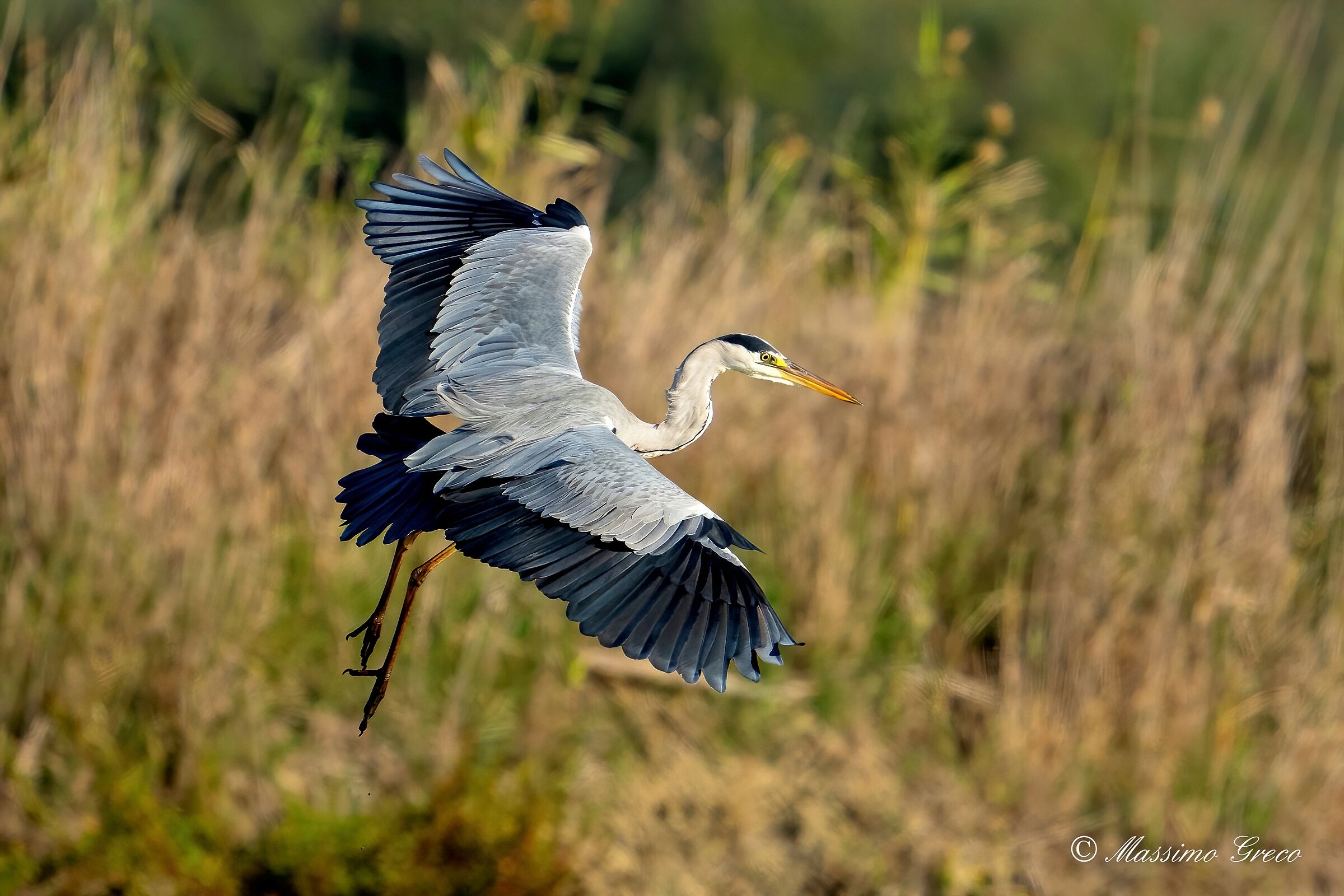 Grey heron