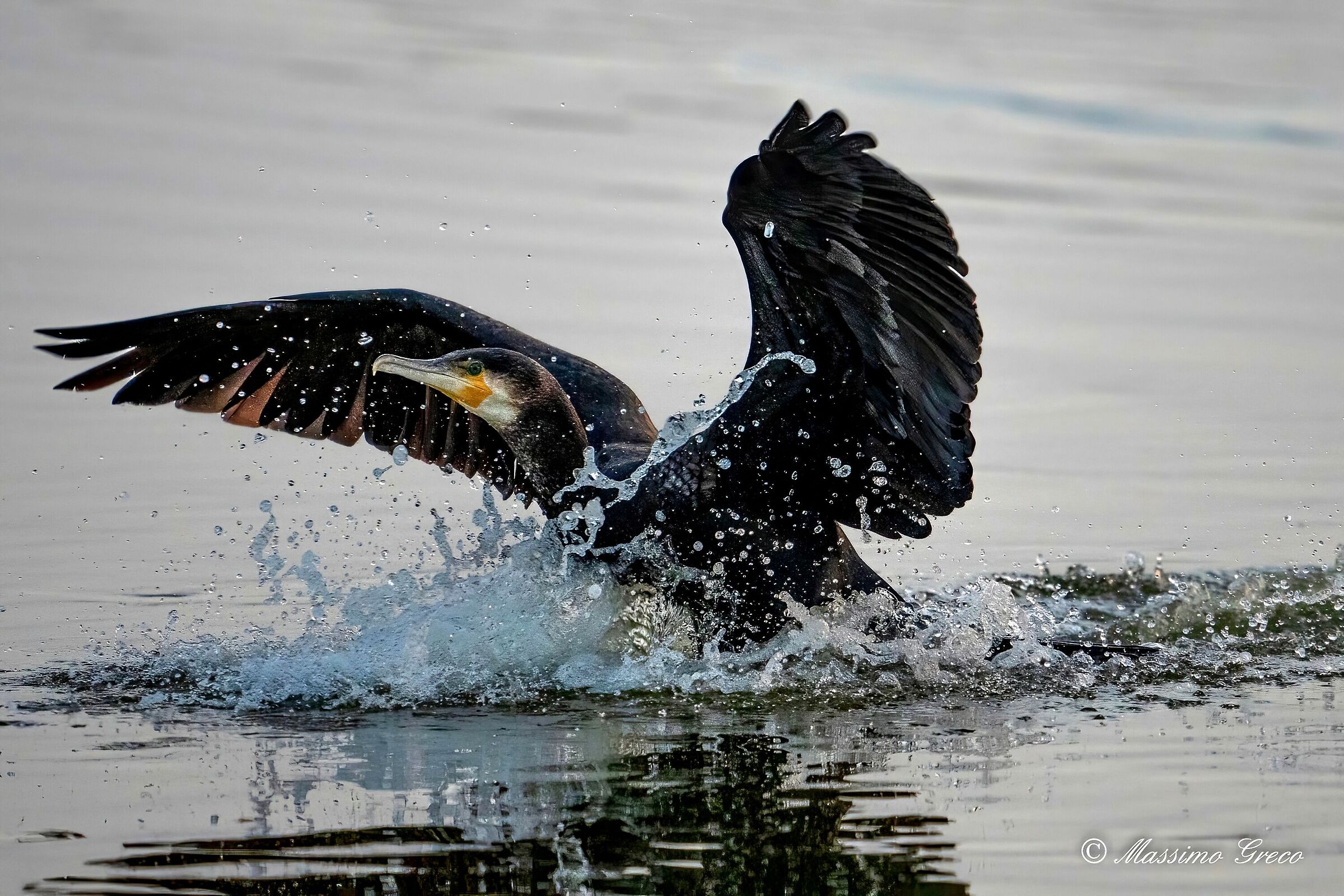 The landing of the Cormorant