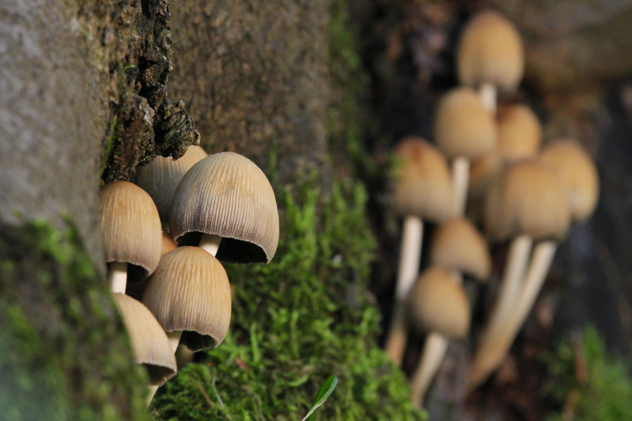 Cheerful mushroom families