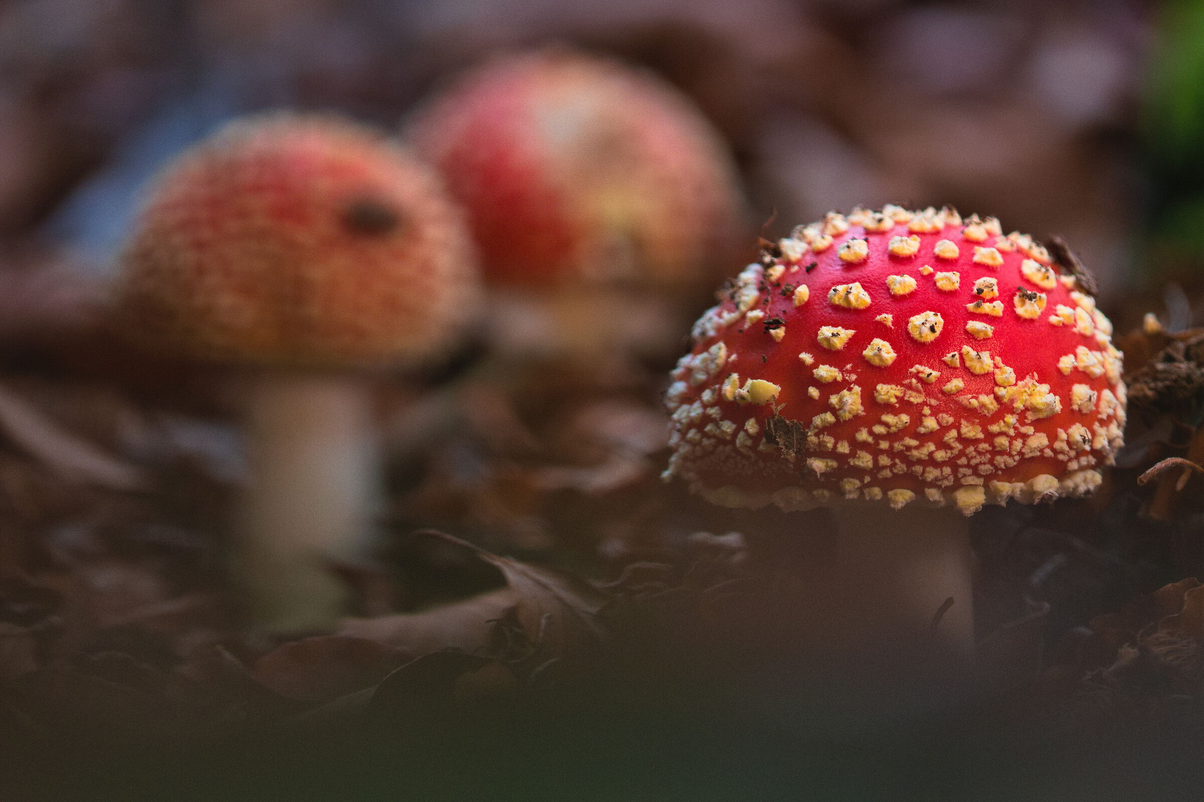 Le tre piccole pesti