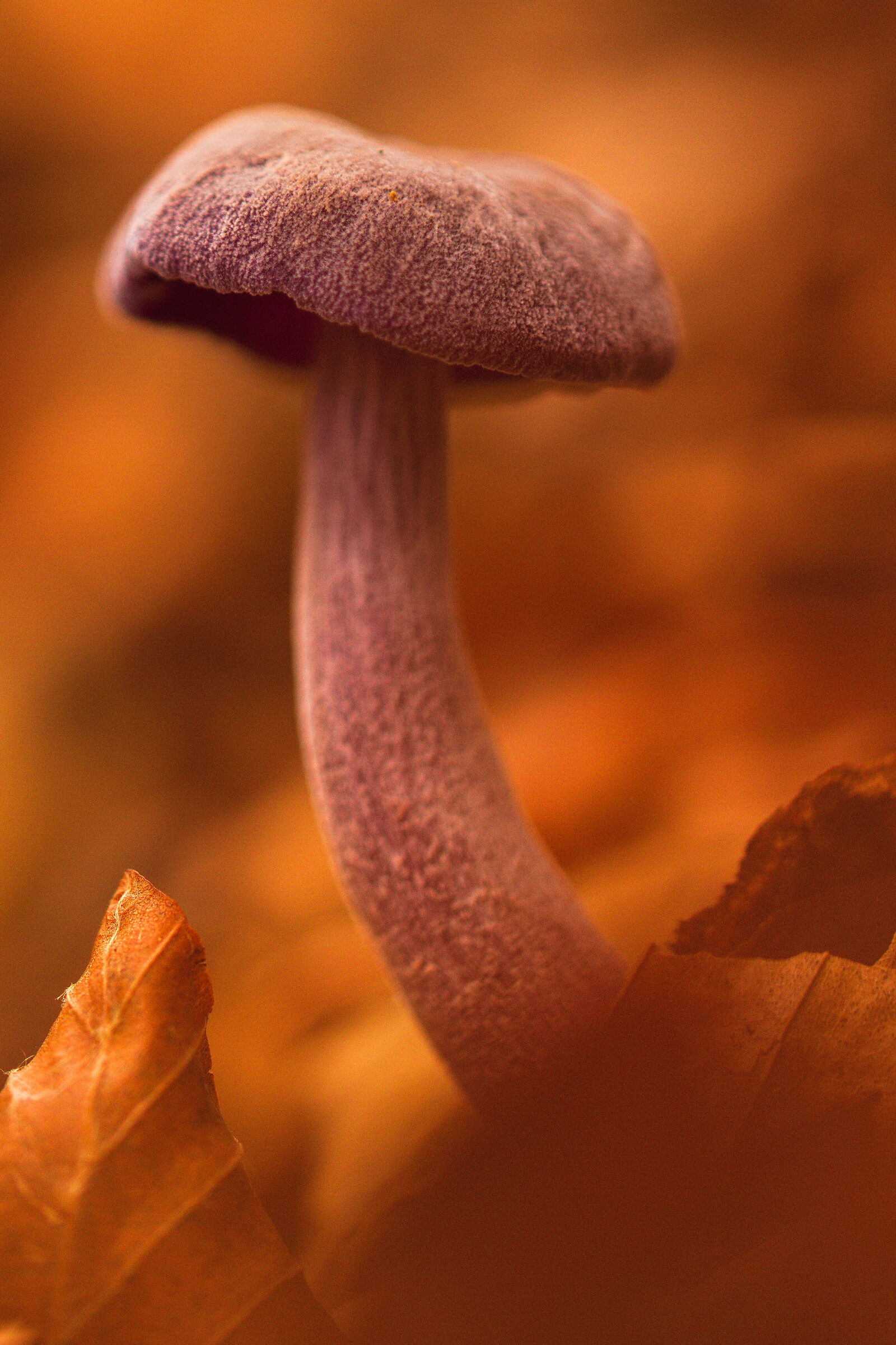Purple dream