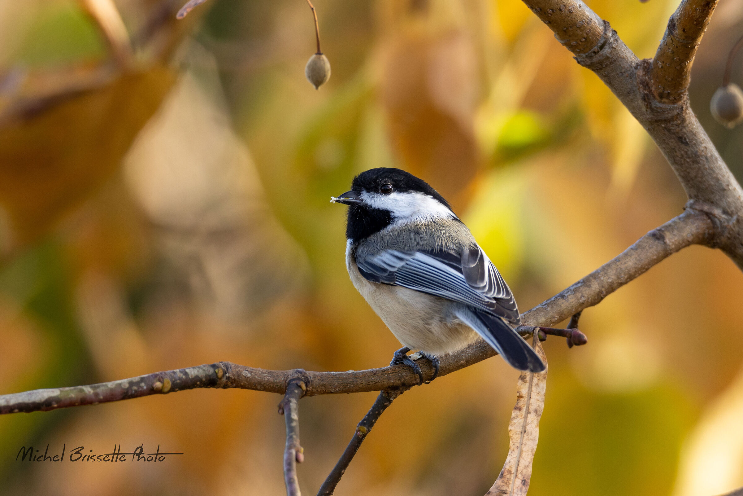 White-crowned Sparrow