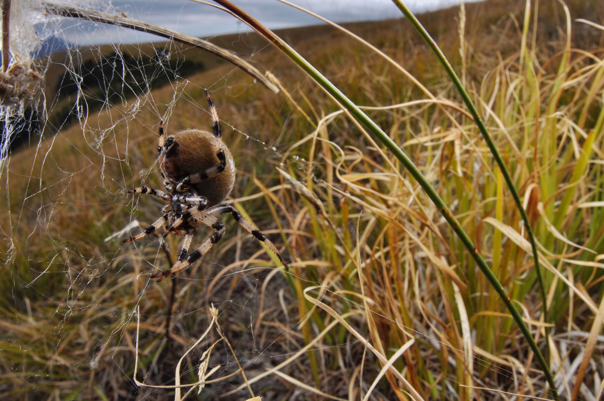 Araneus quadratus