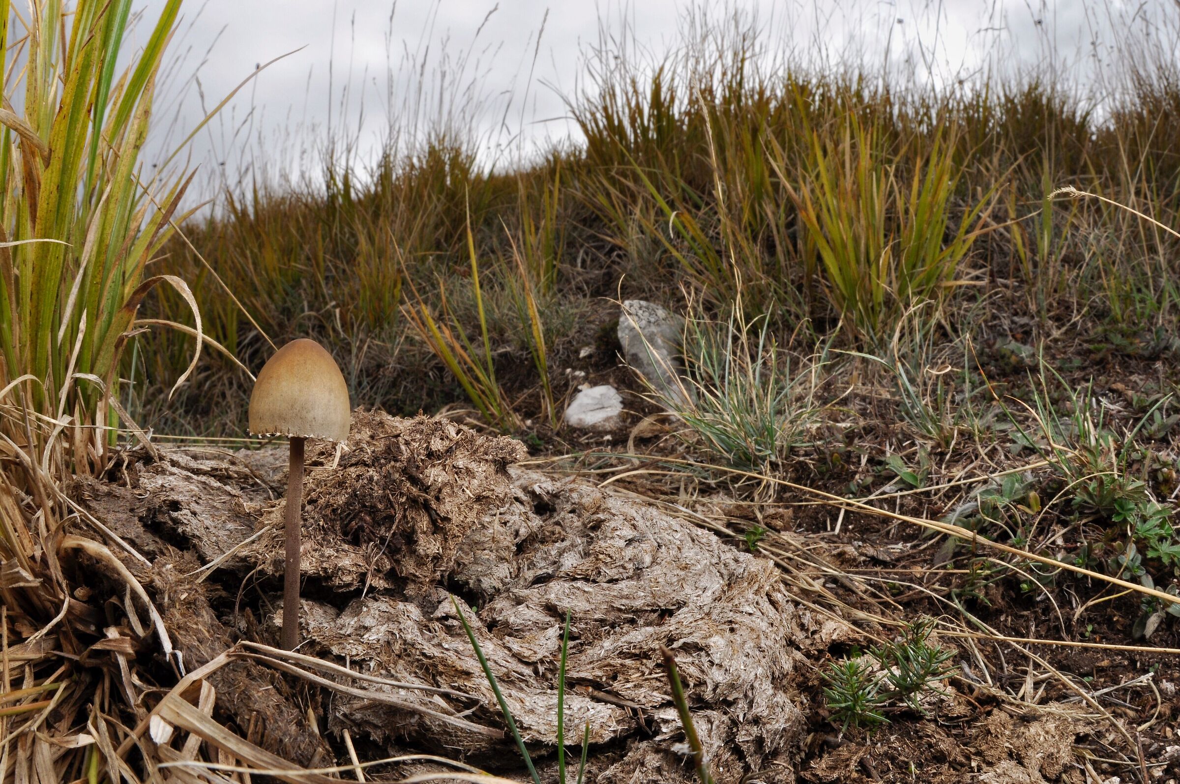 Panaeolus papilionaceus