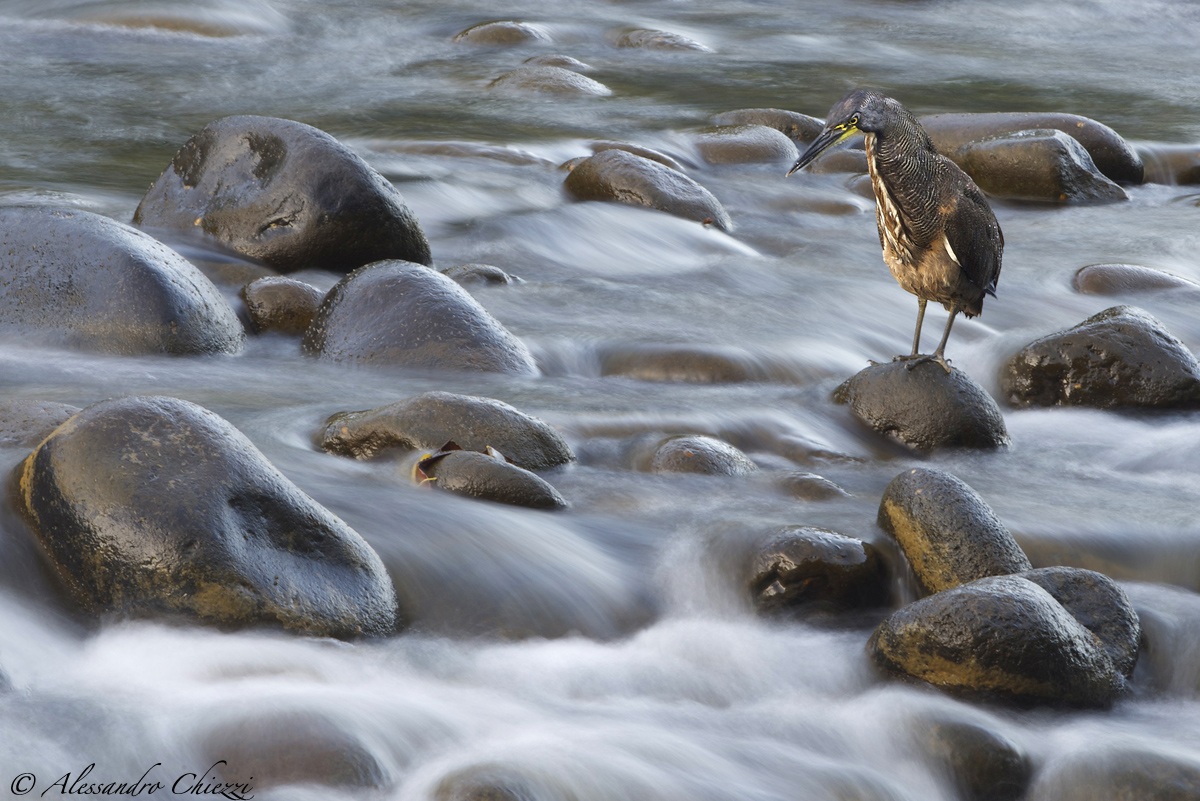 Tiger Heron banded