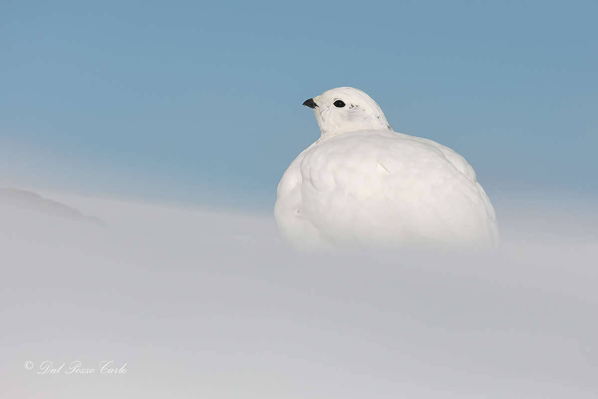 Ptarmigan