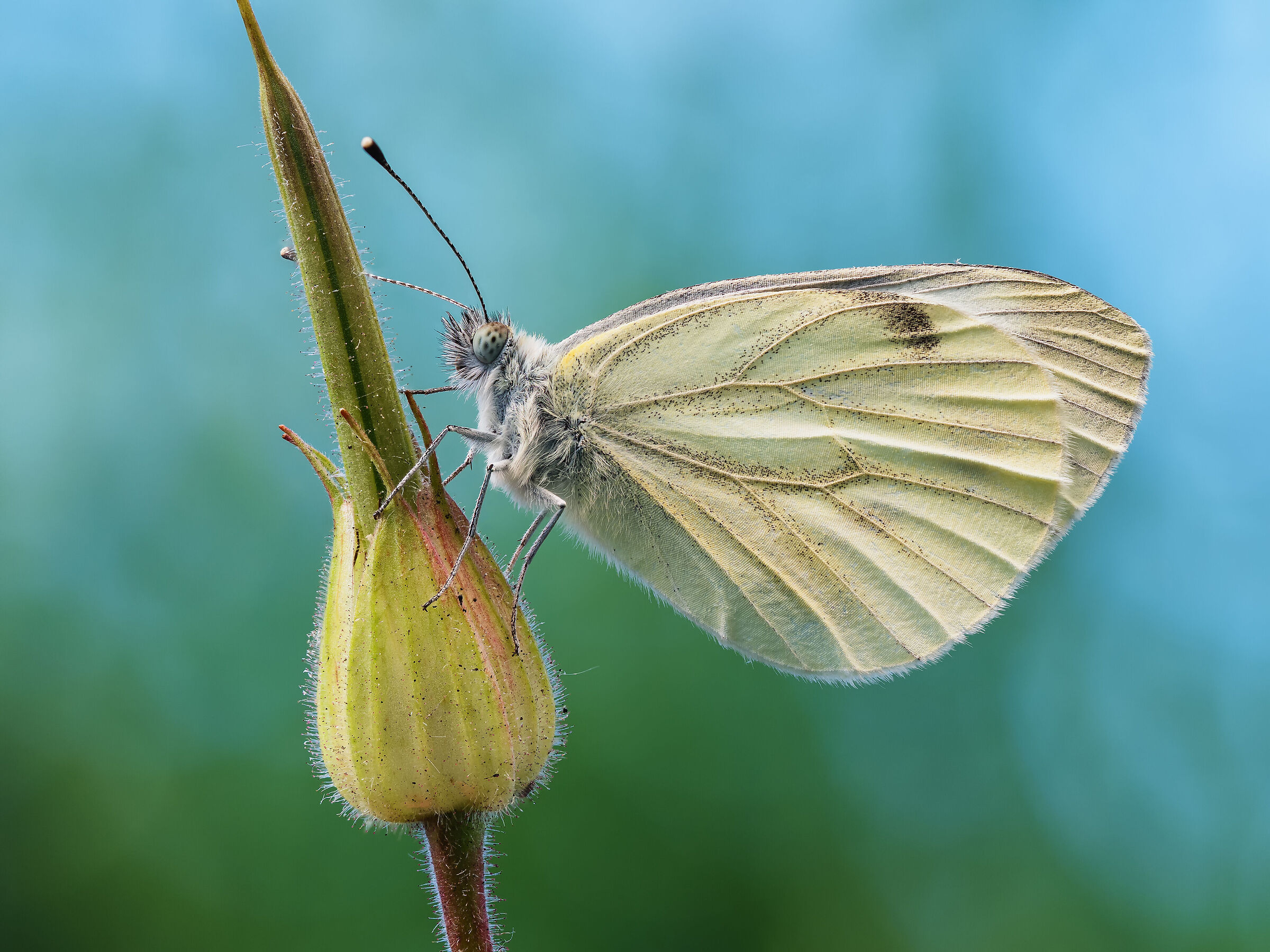 Pieris napi