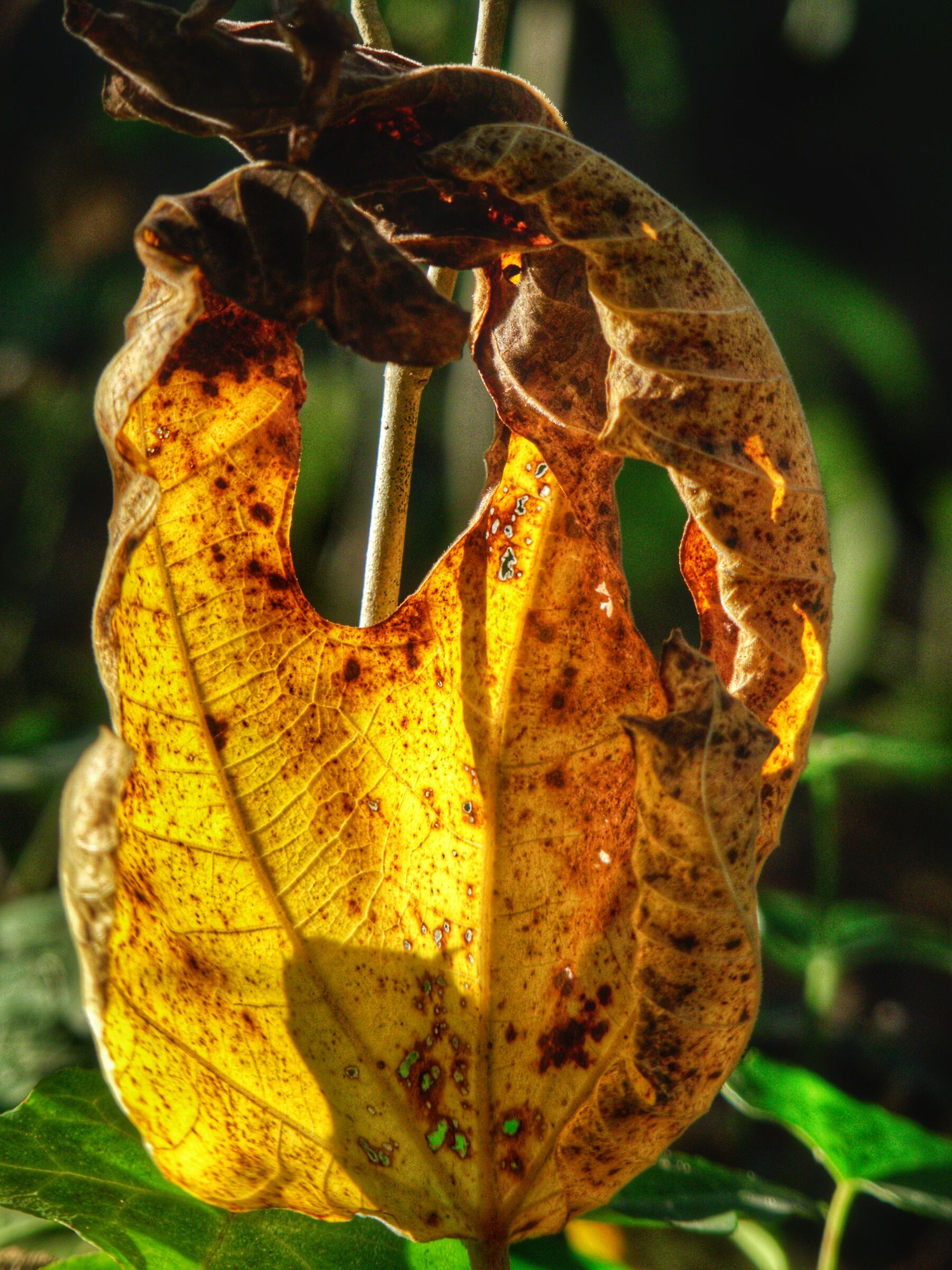 Autunno in corso (forse)