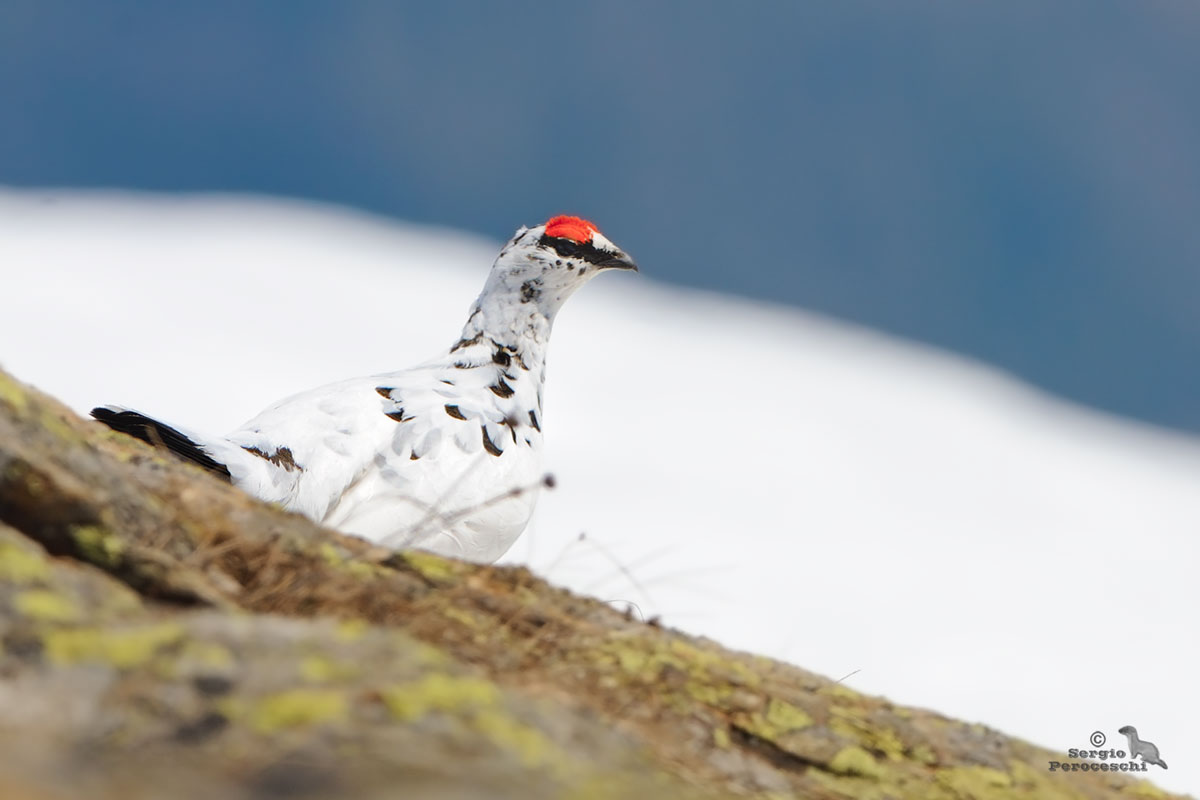 Ptarmigan