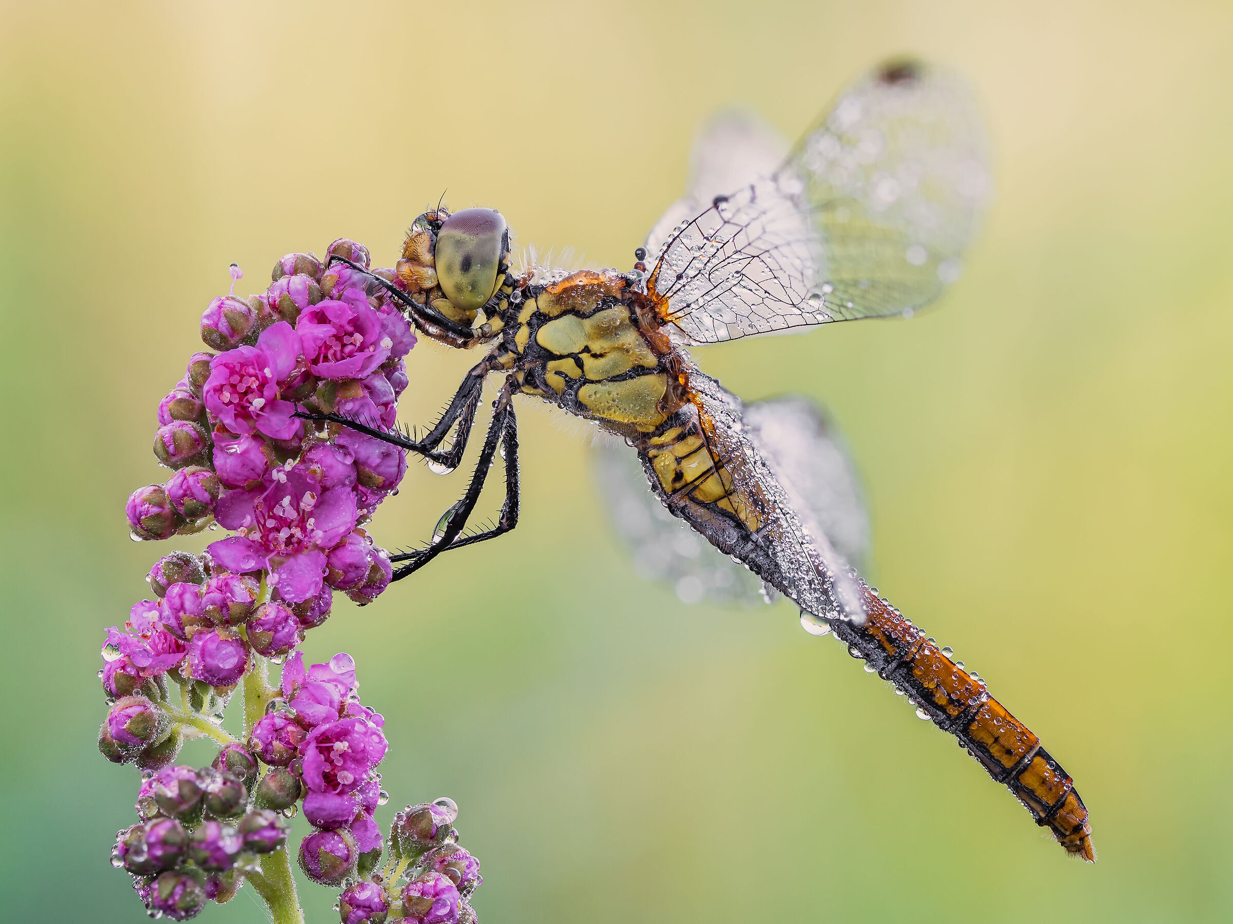 Sympetrum sanguineum