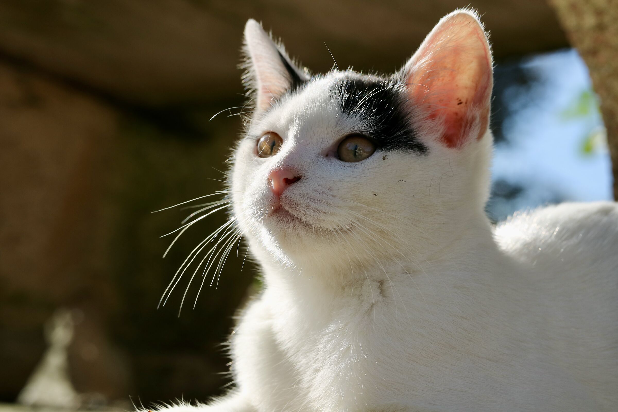 Curious cat