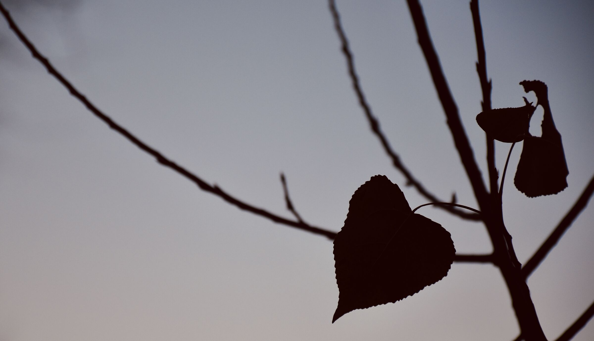 Pierced heart