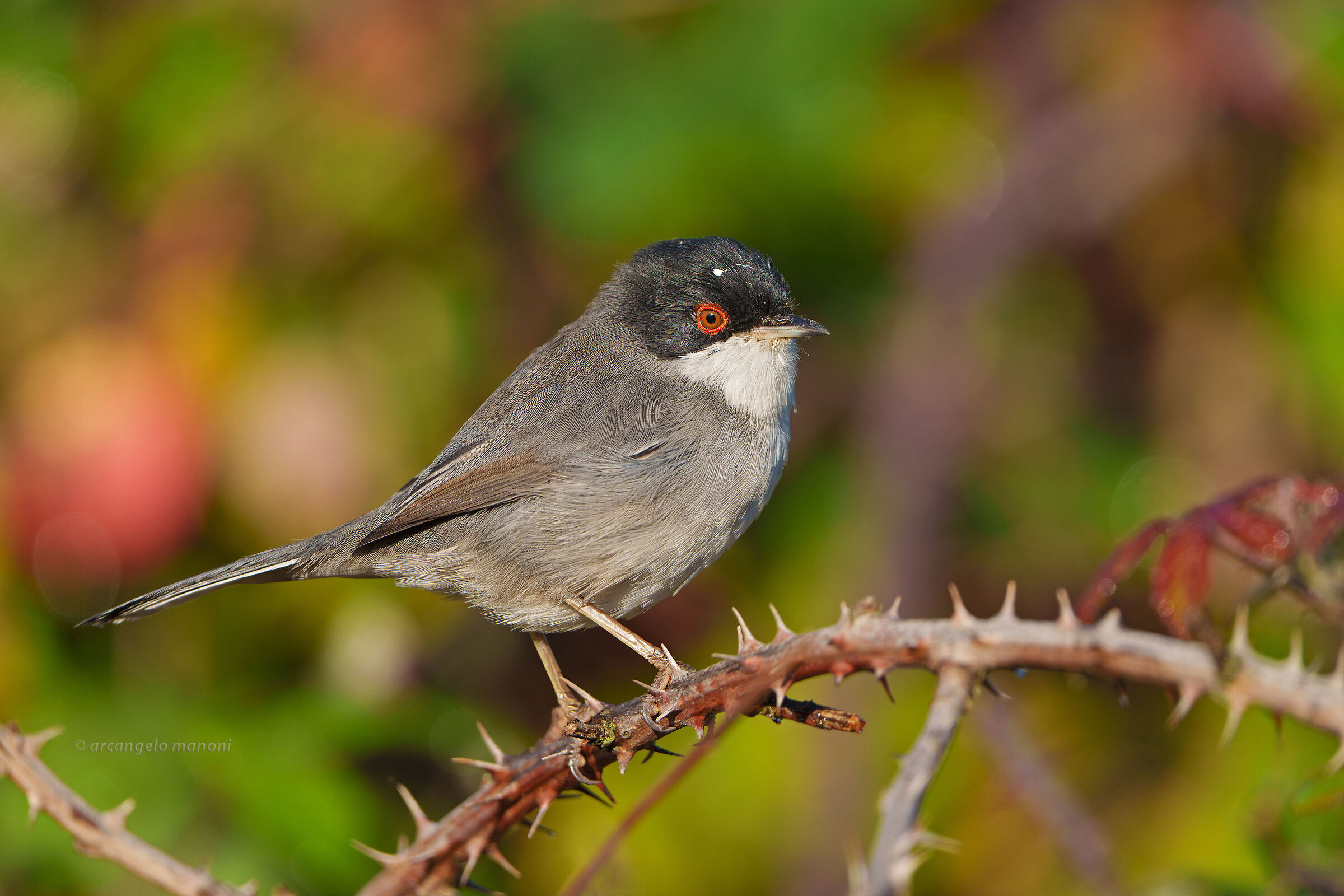 Occhiocotto: the icon of autumn
