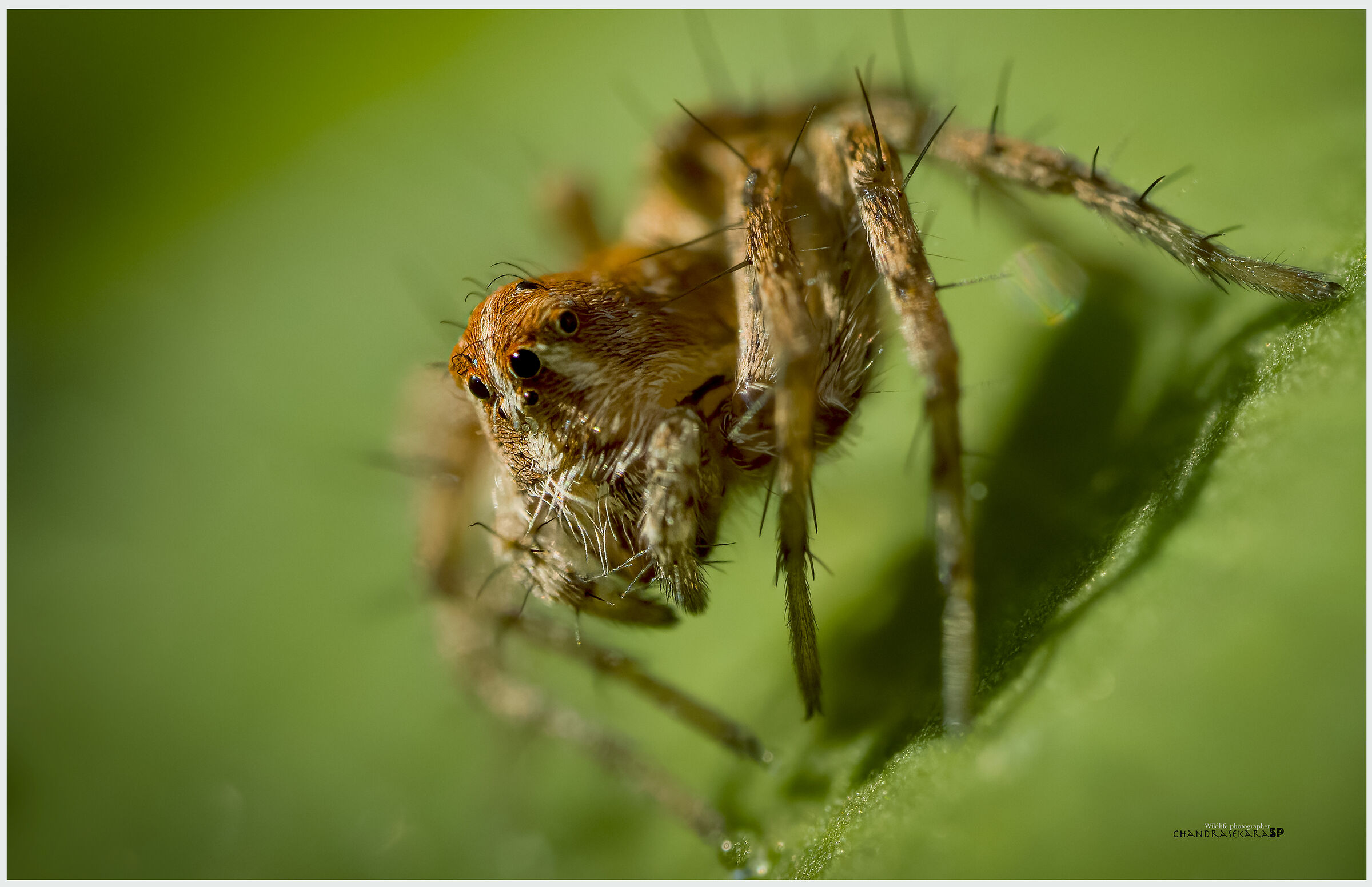 spider
