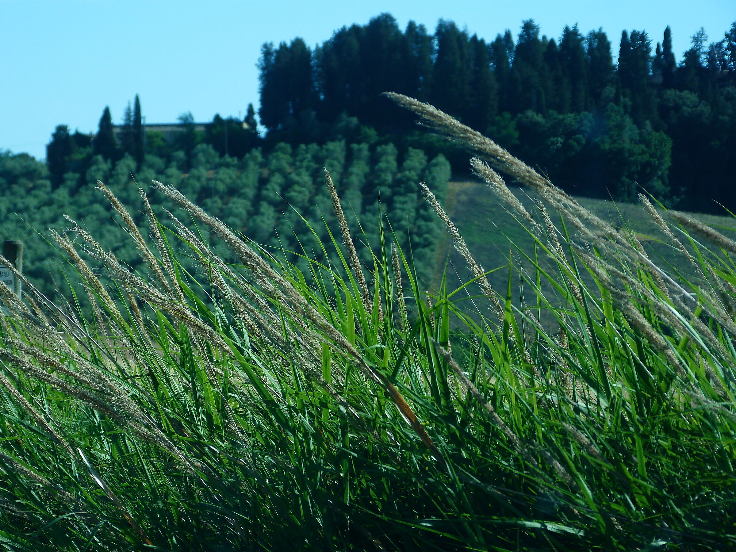 Paesaggio minimo 1 - Fili d'erba