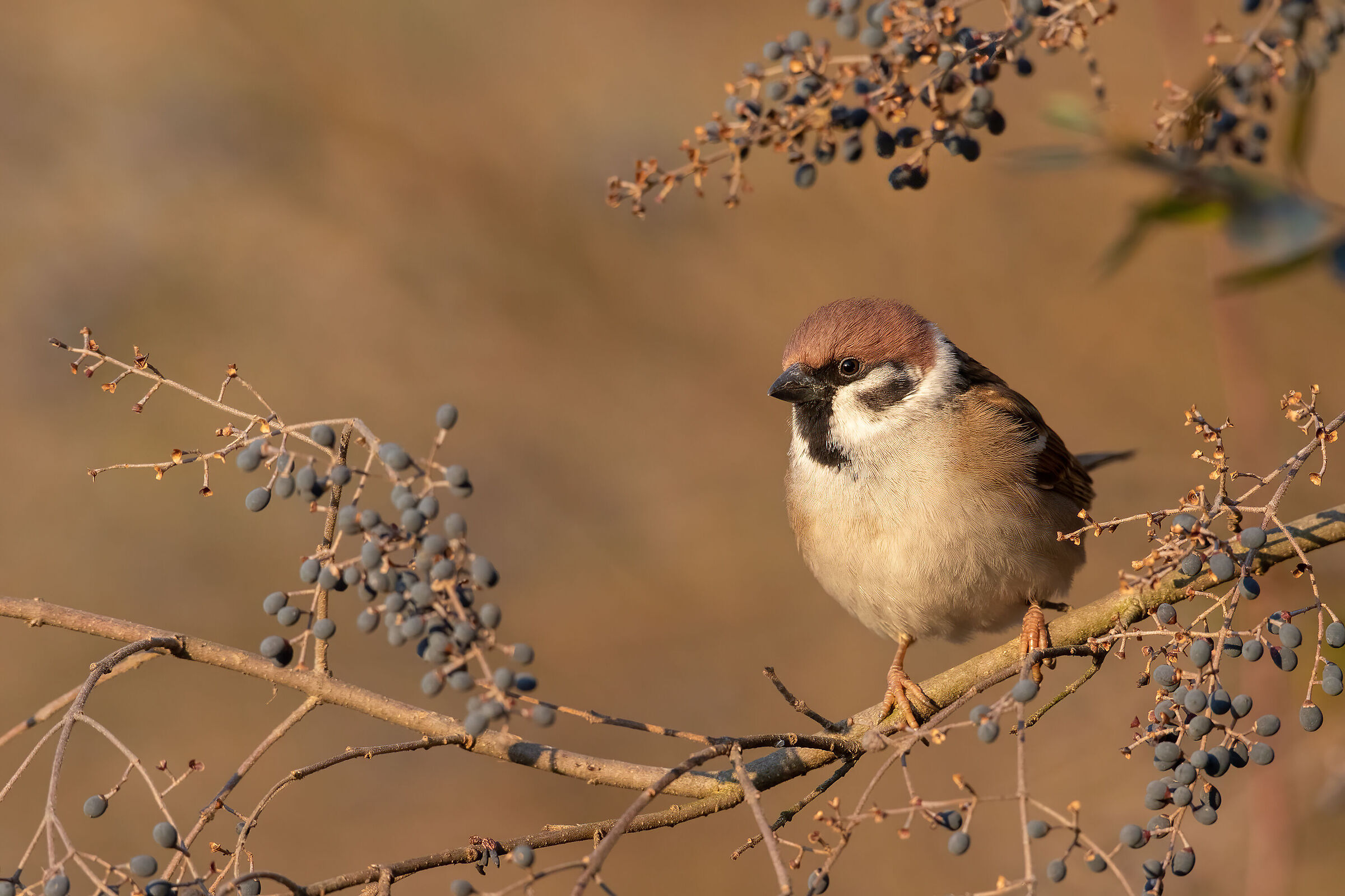 Tree sparrow