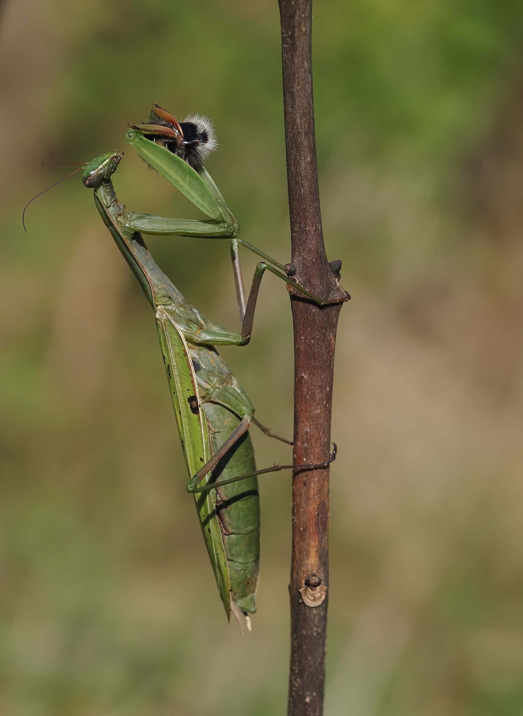 Predator