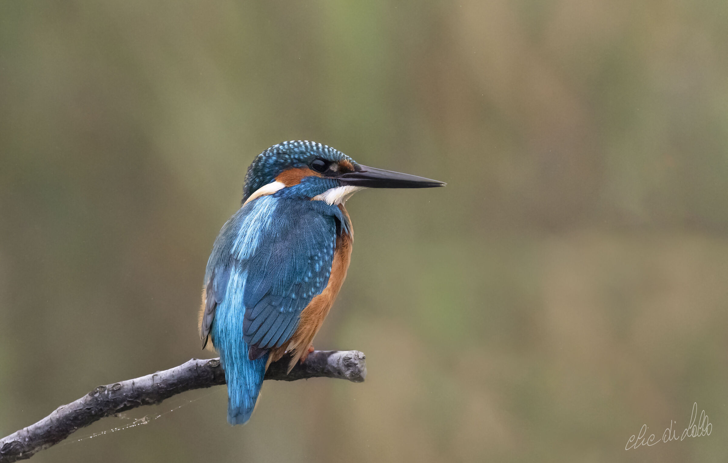 Martin pescatore nel Rabbi a Premilcuore
