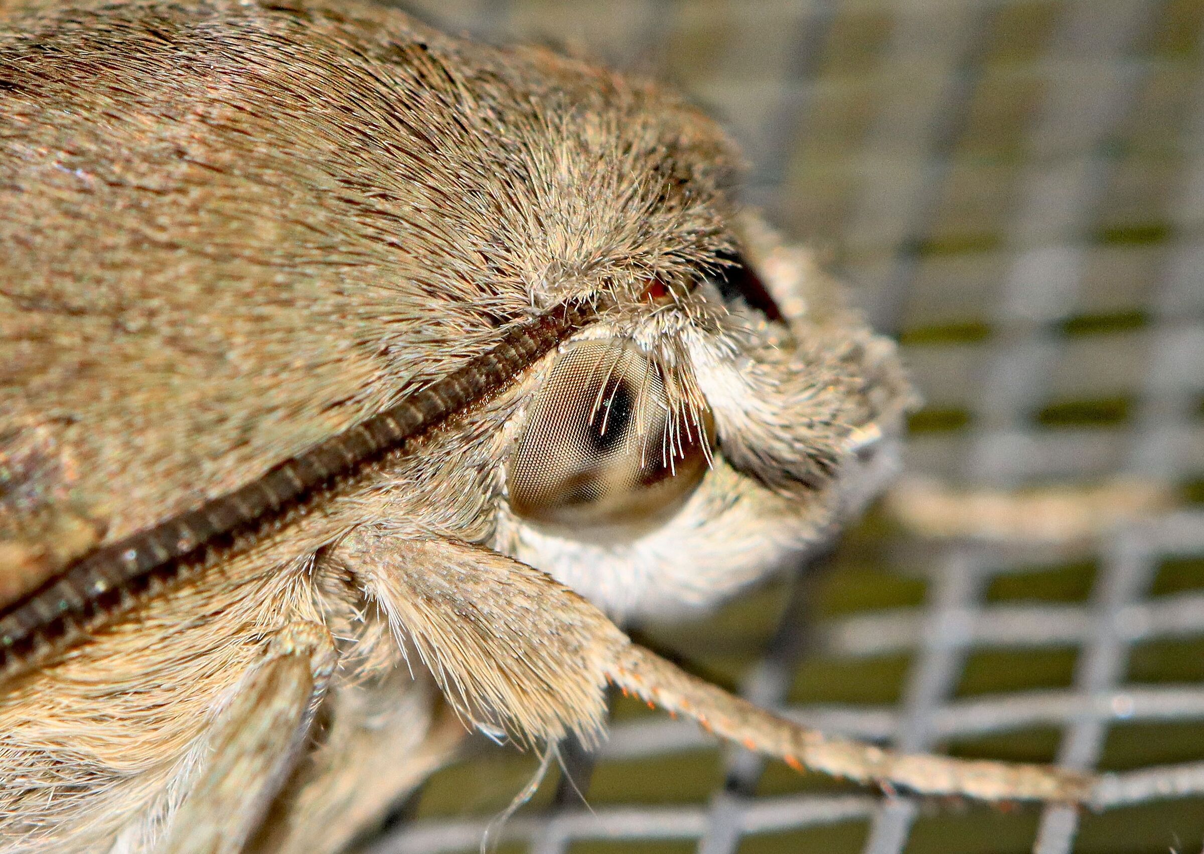 L'occhio della falena (viva)