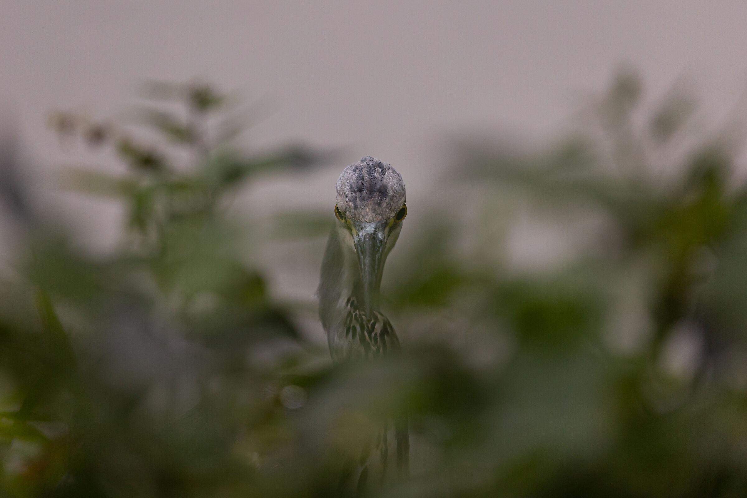 Do you control humans!!!!!