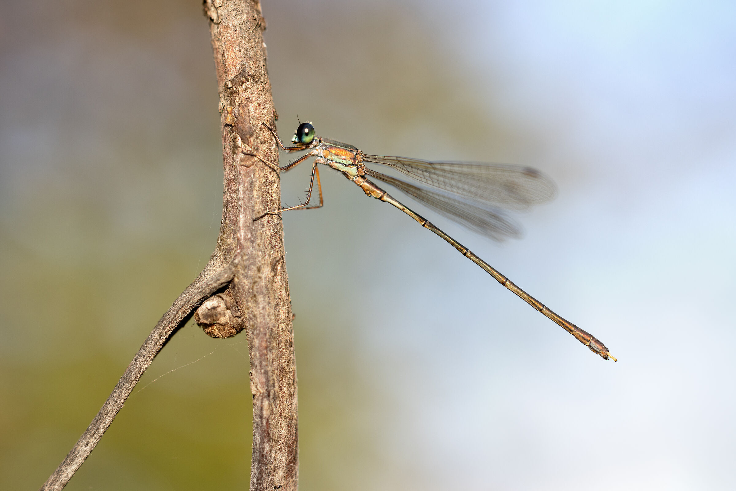 Chalcolestes parvidens
