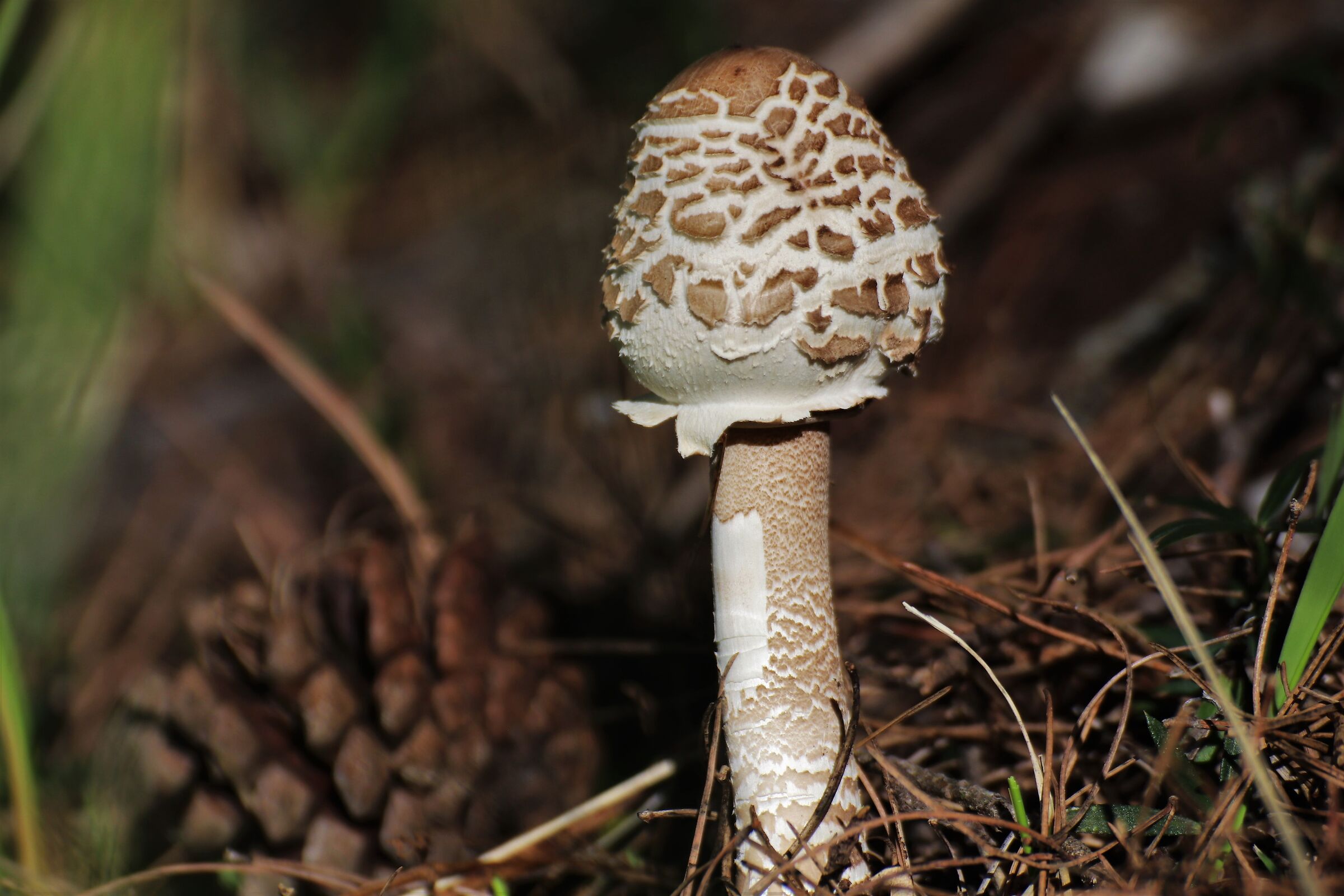 mushroom