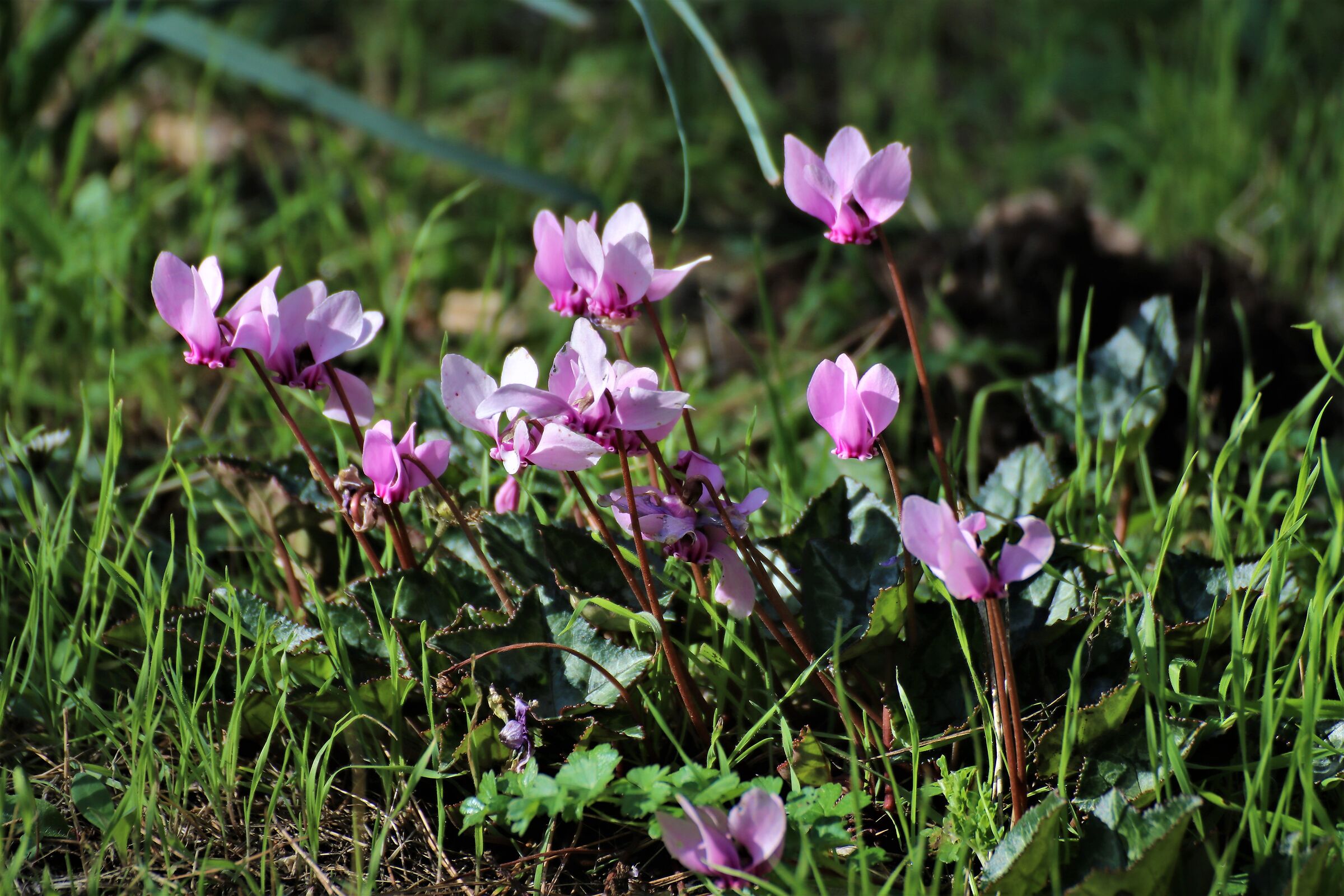 Cyclamen