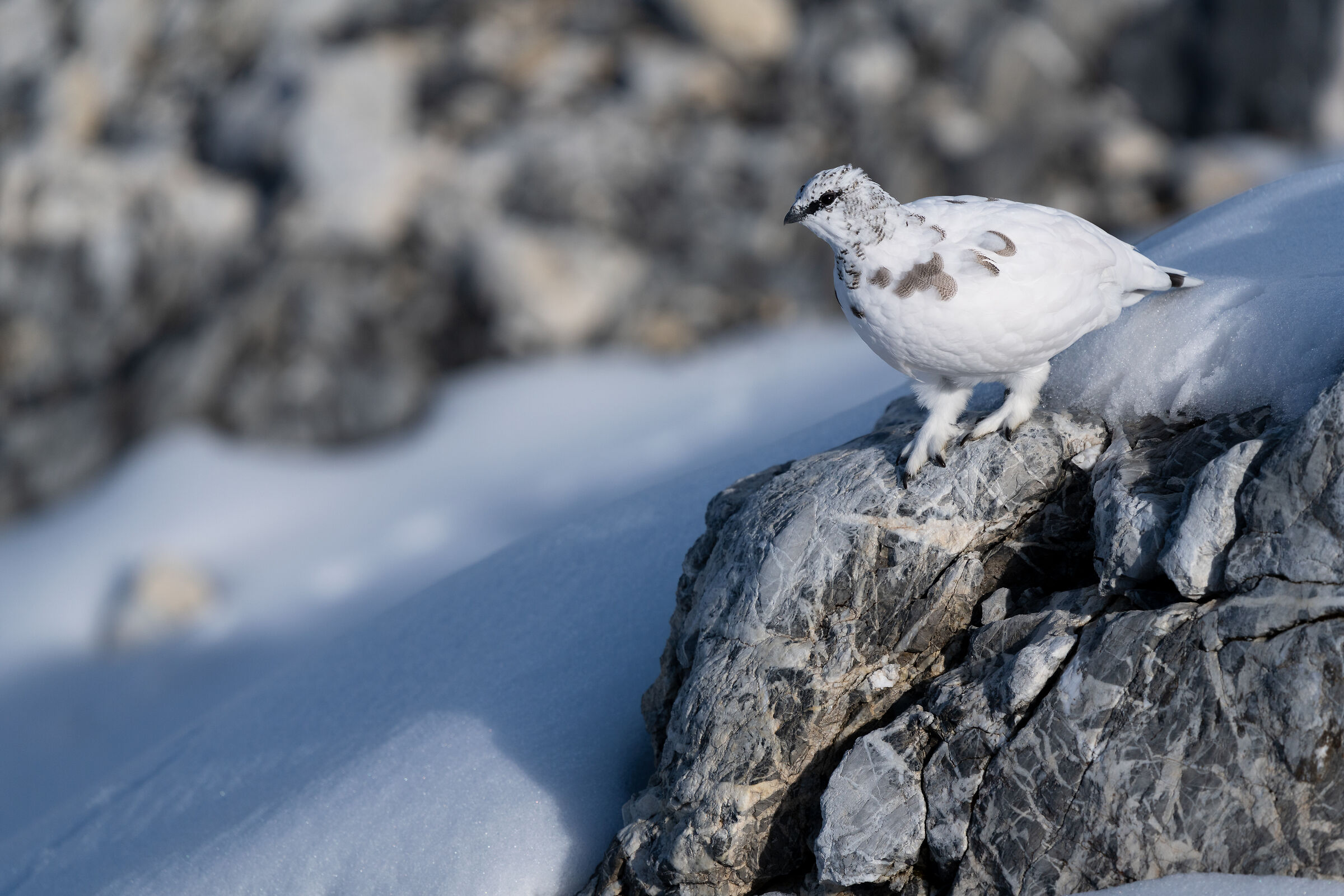 Ptarmigan