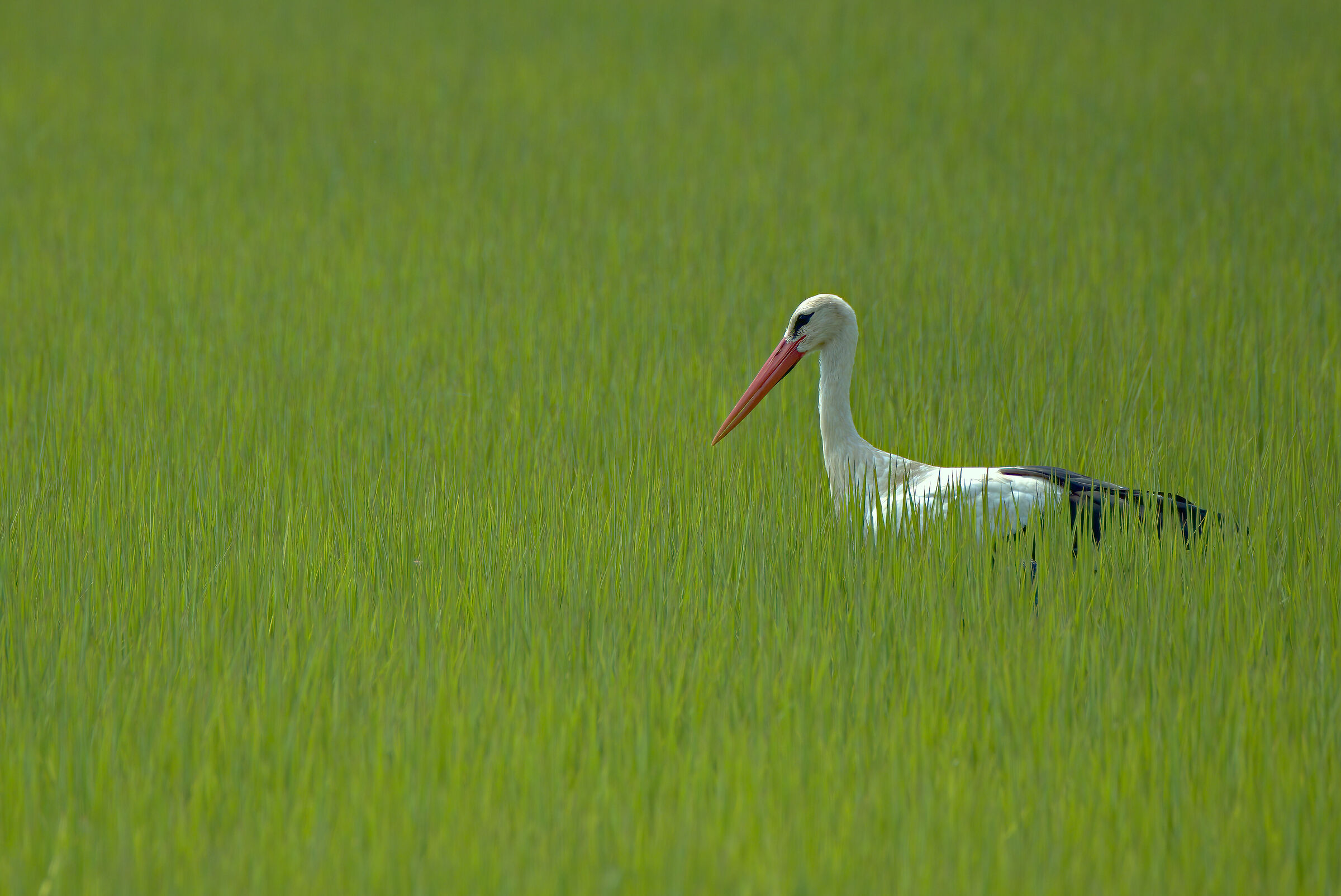 Stork