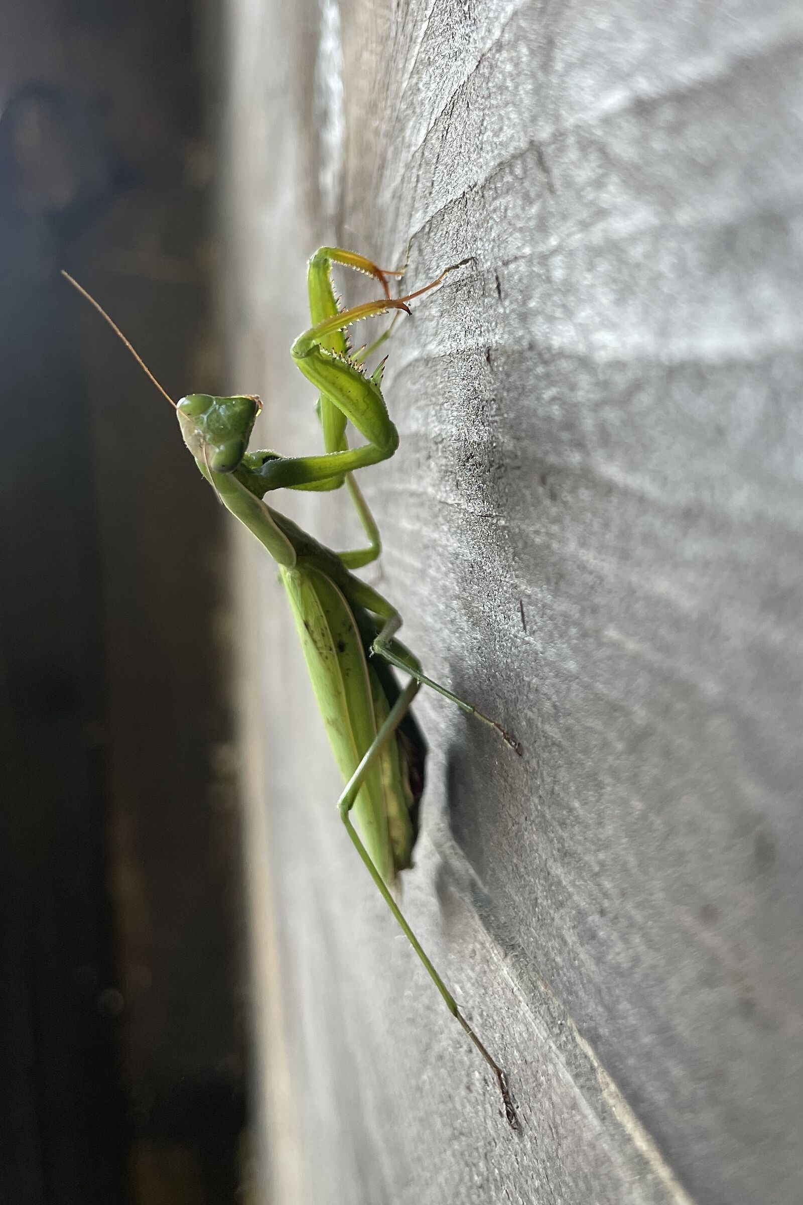 Mantis