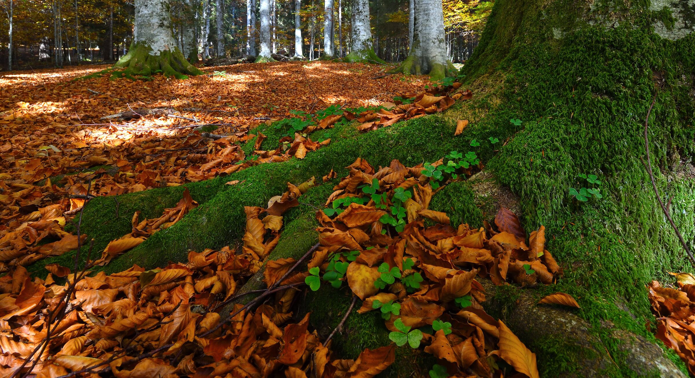 autumn undergrowth...