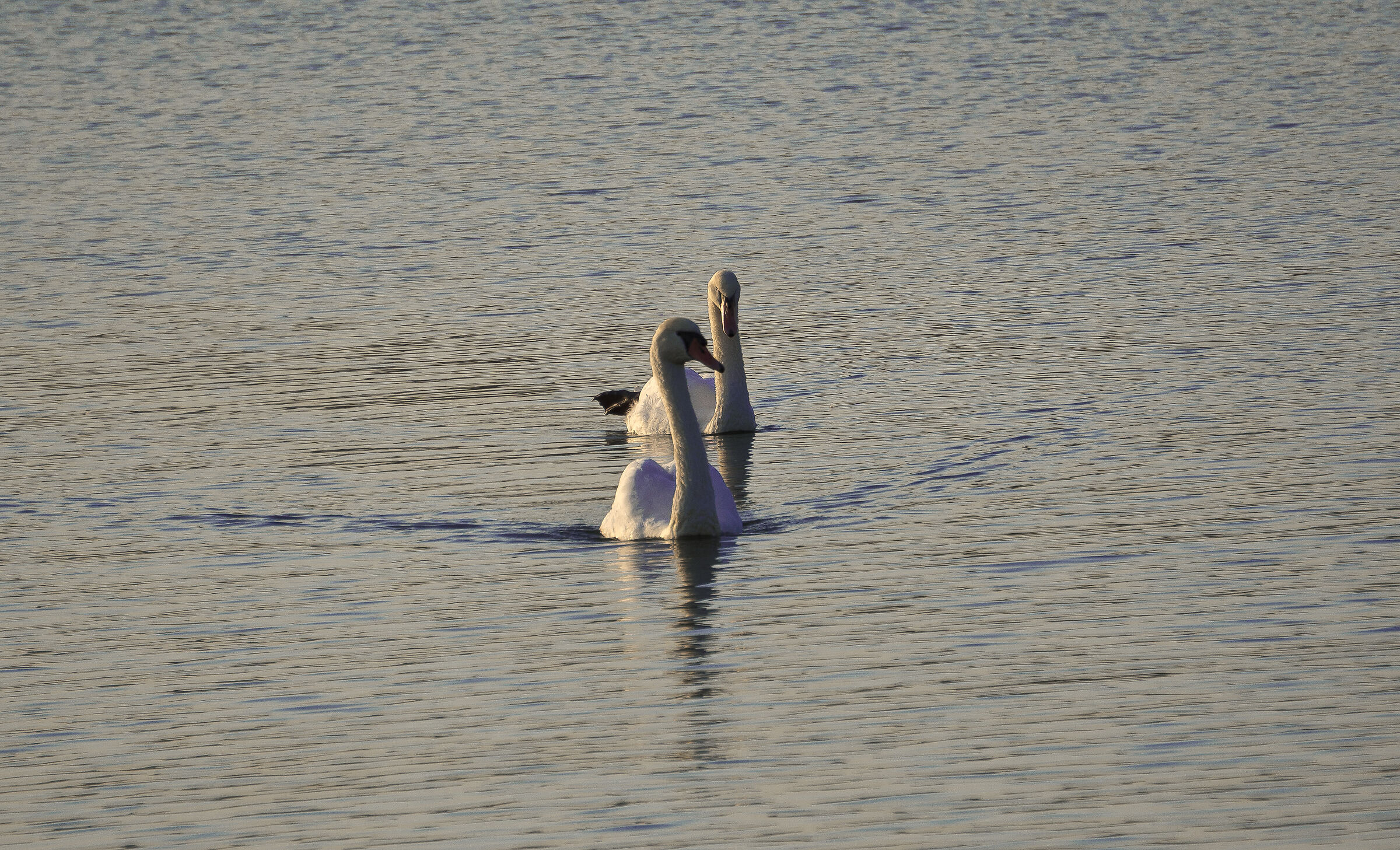 Coppia di cigni a Mantova