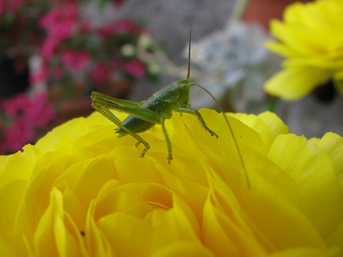 Grillo