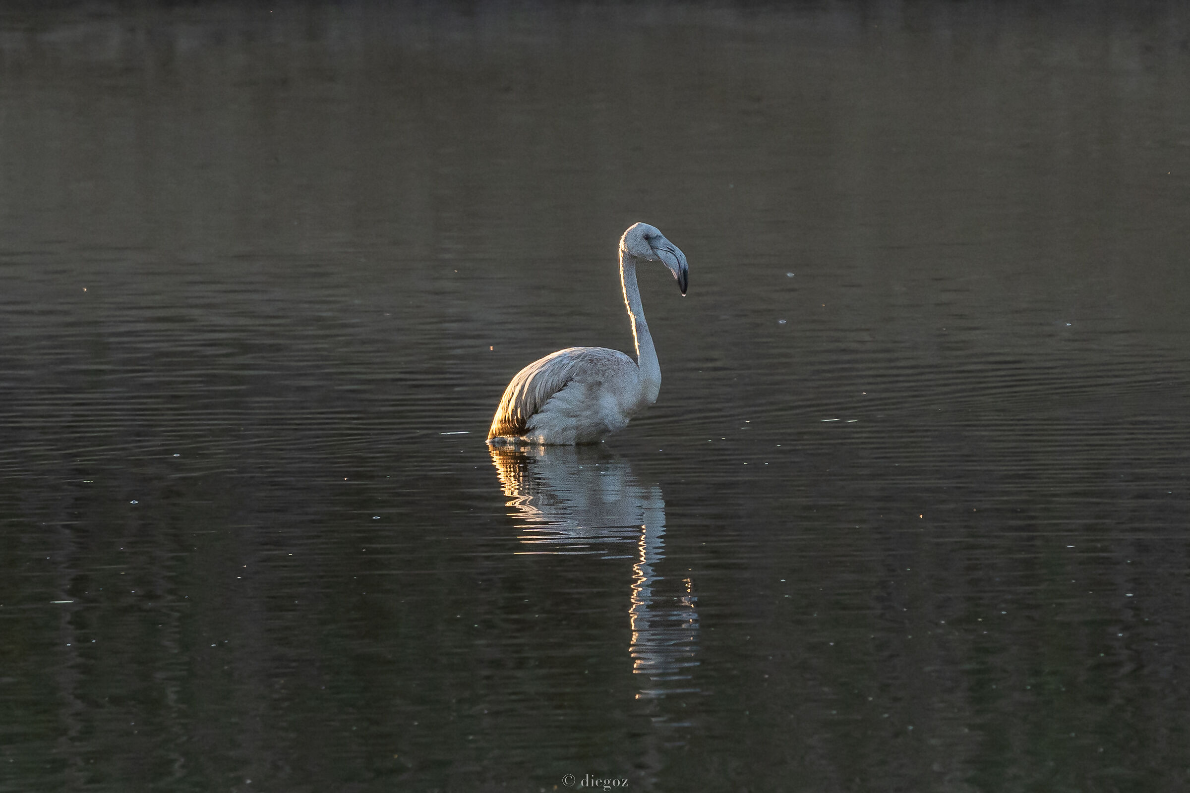 Flamingo just arrived