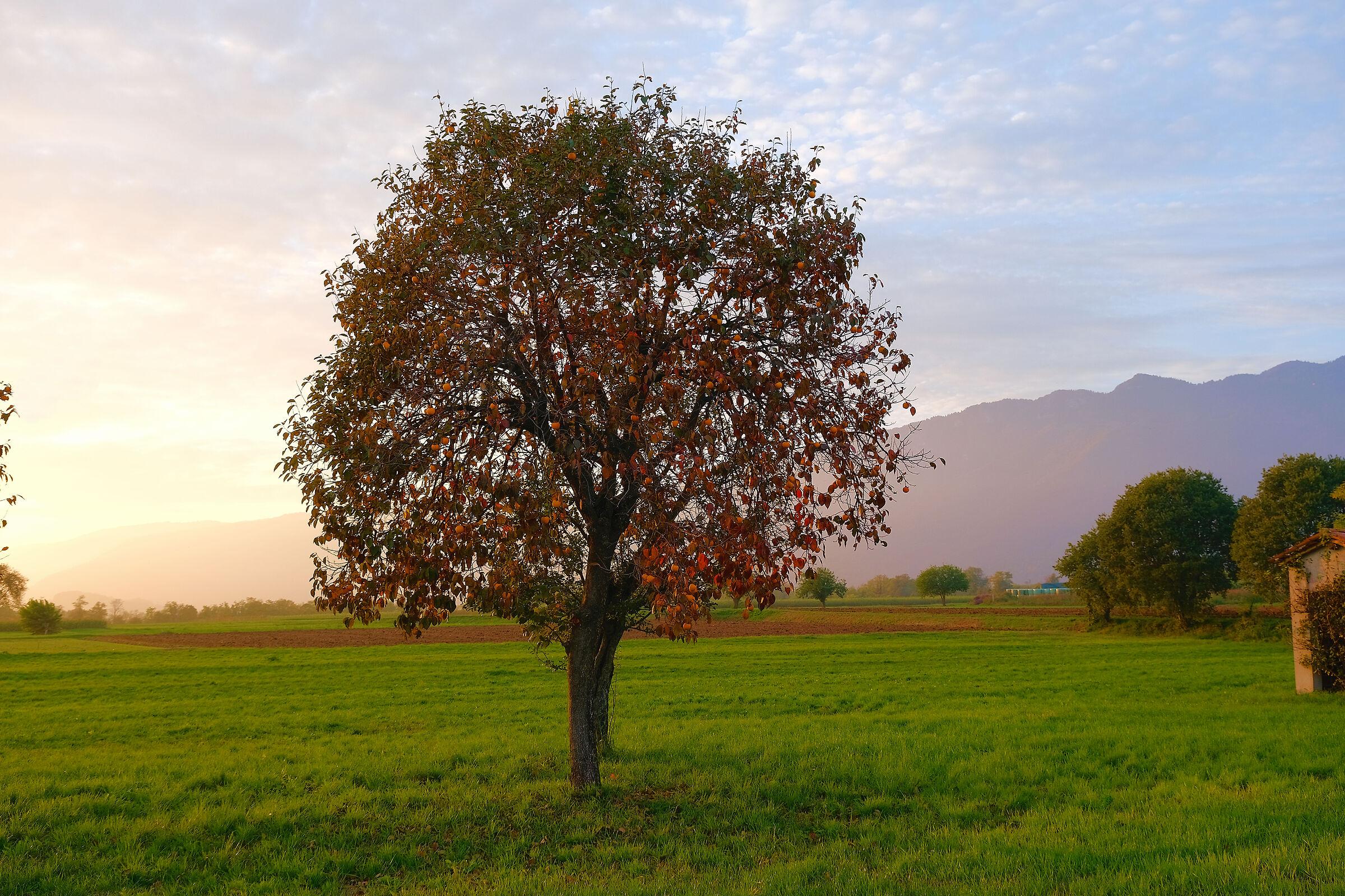 Caki tree