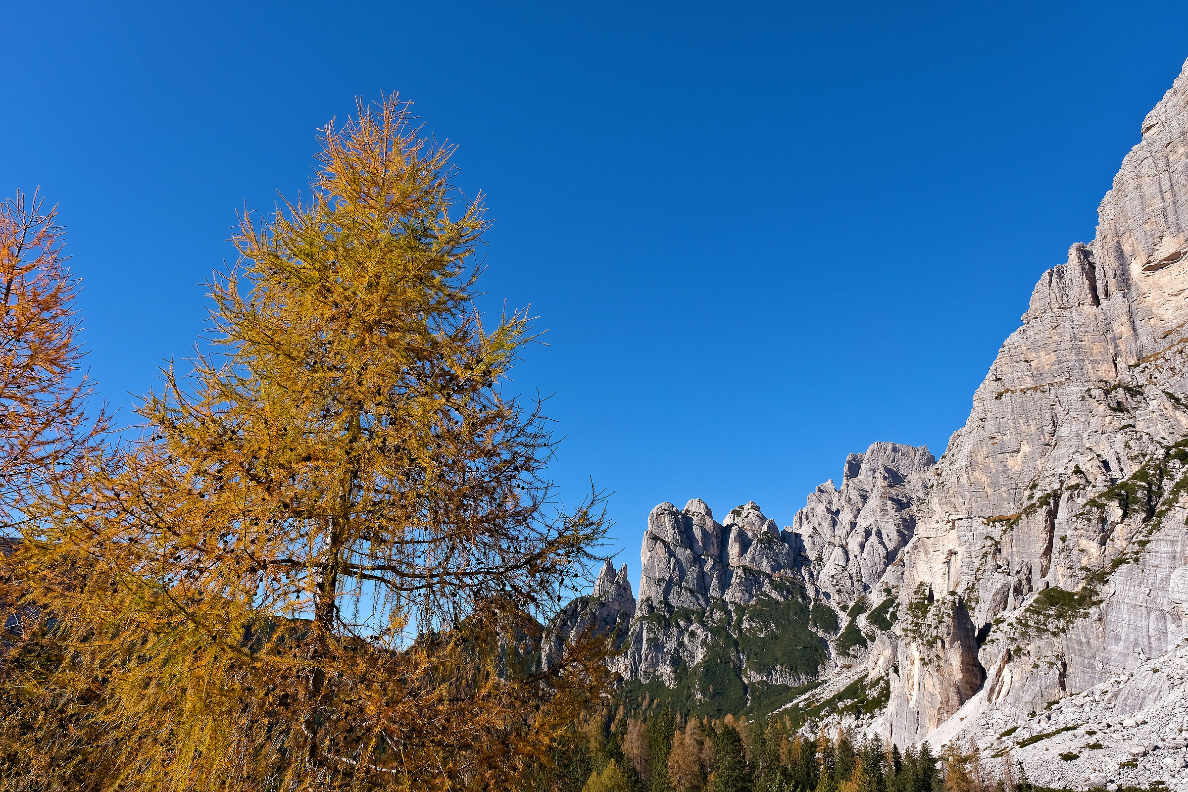 Larice giallo e Cime Agordine