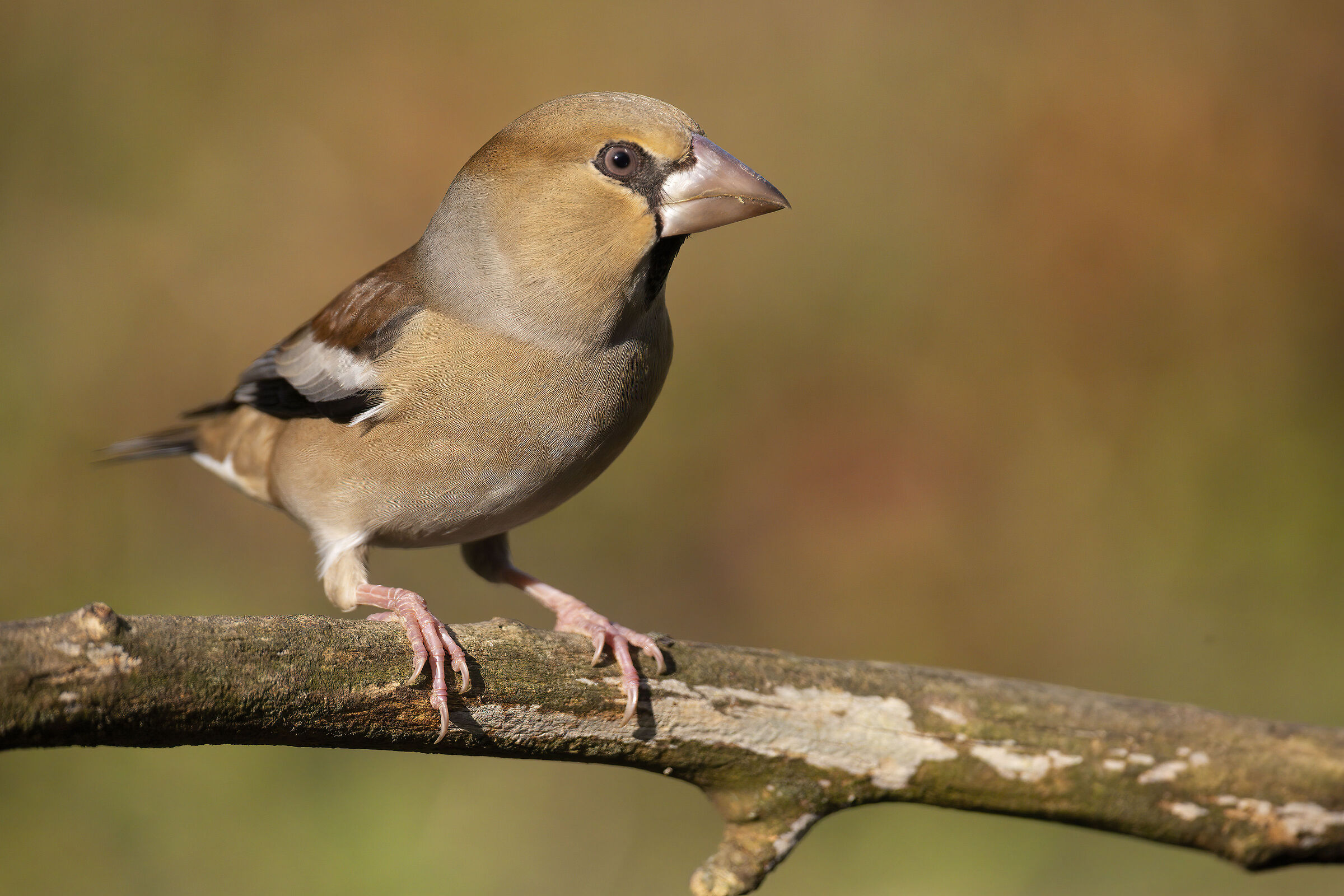 Sono Arrivati (Frosone)