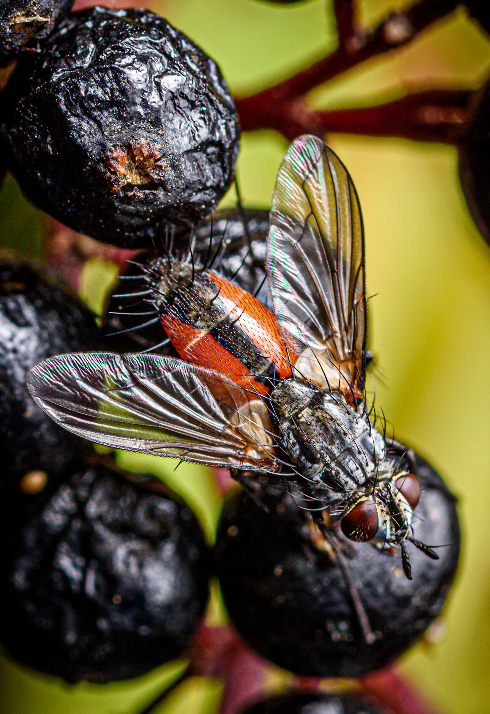 Eriothrix rufomaculata 002